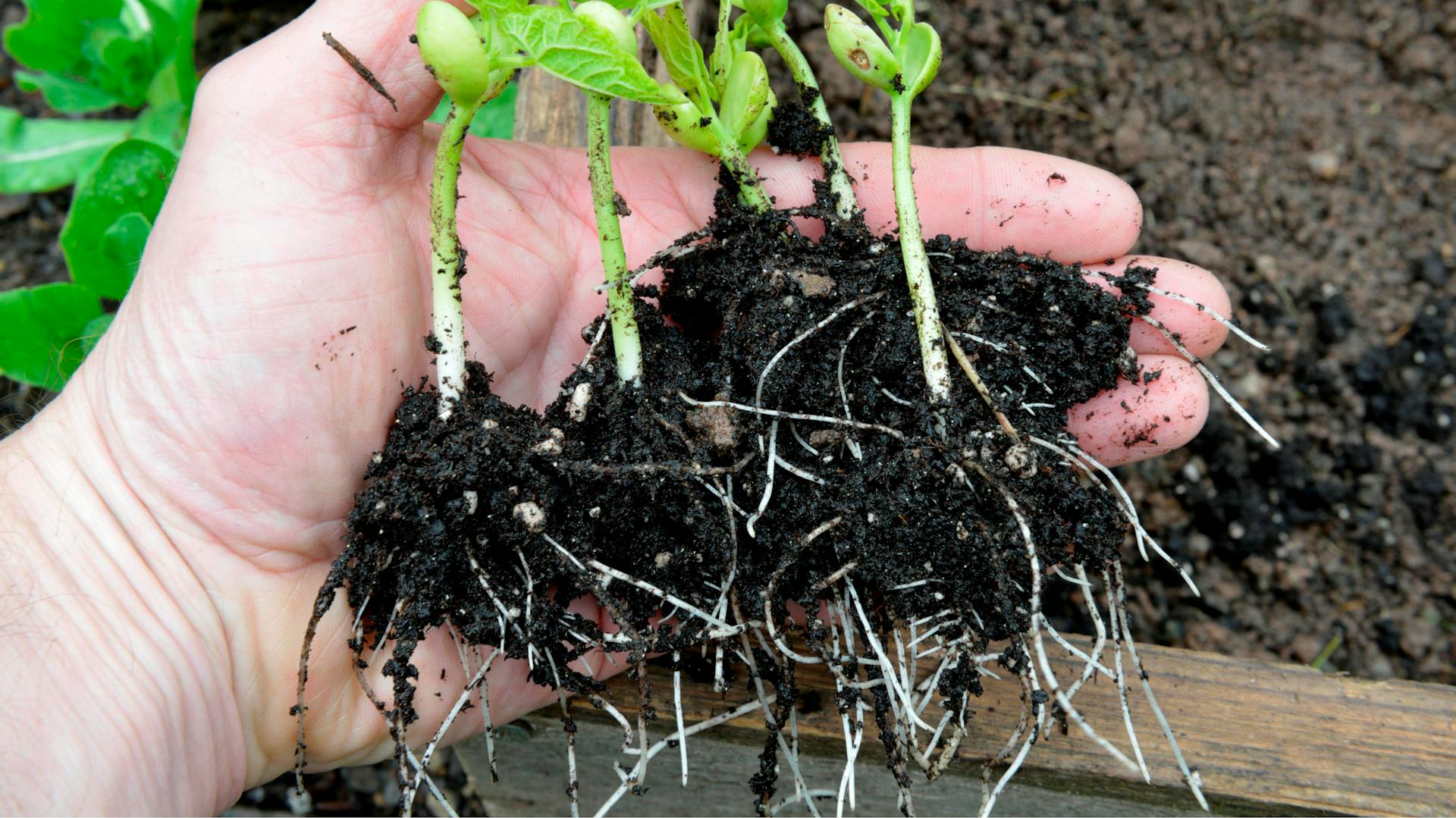 Wurzelnde Stangenbohnen in einer Handfläche
