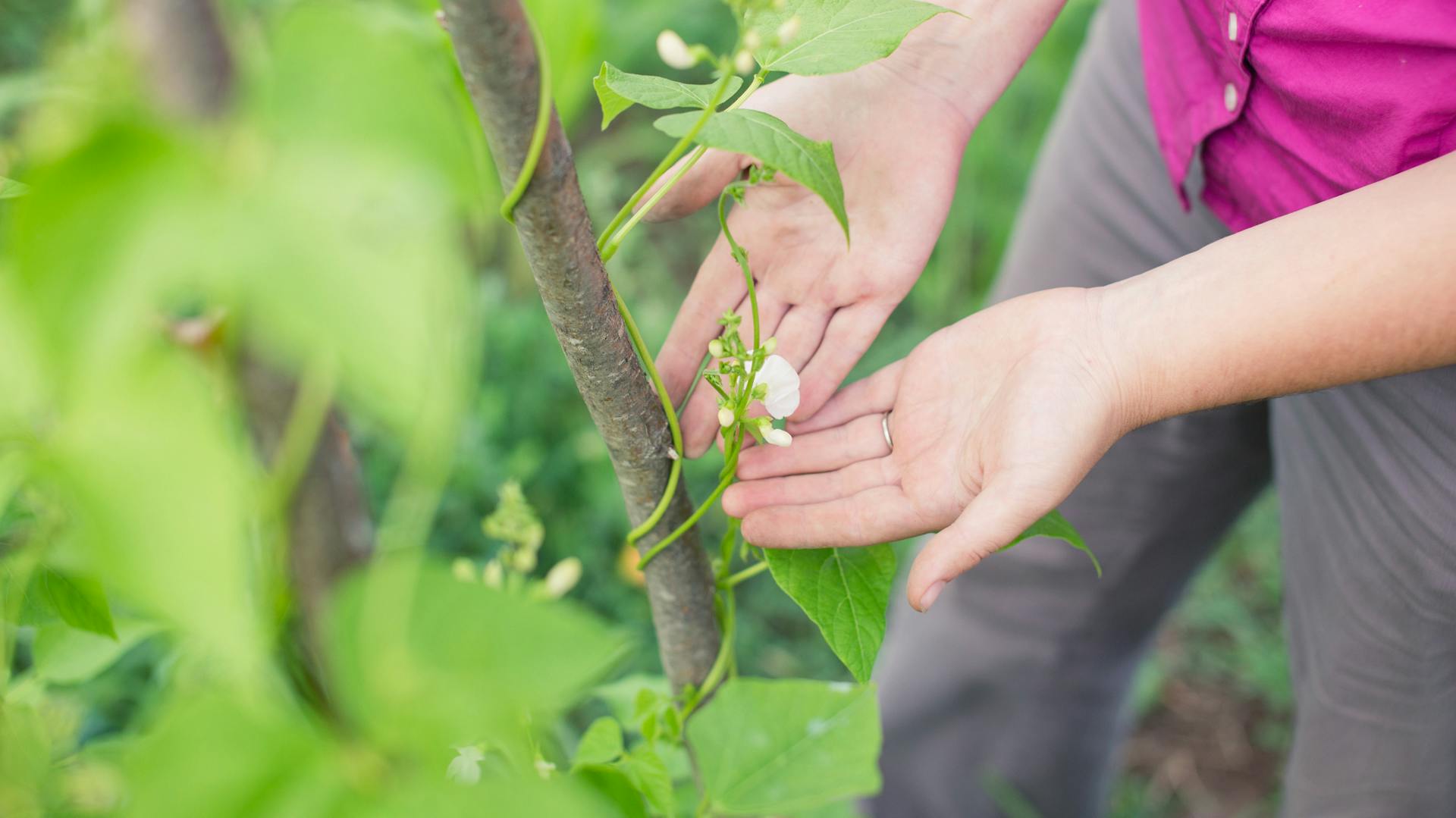 Stangenbohnen mit Rankhilfe