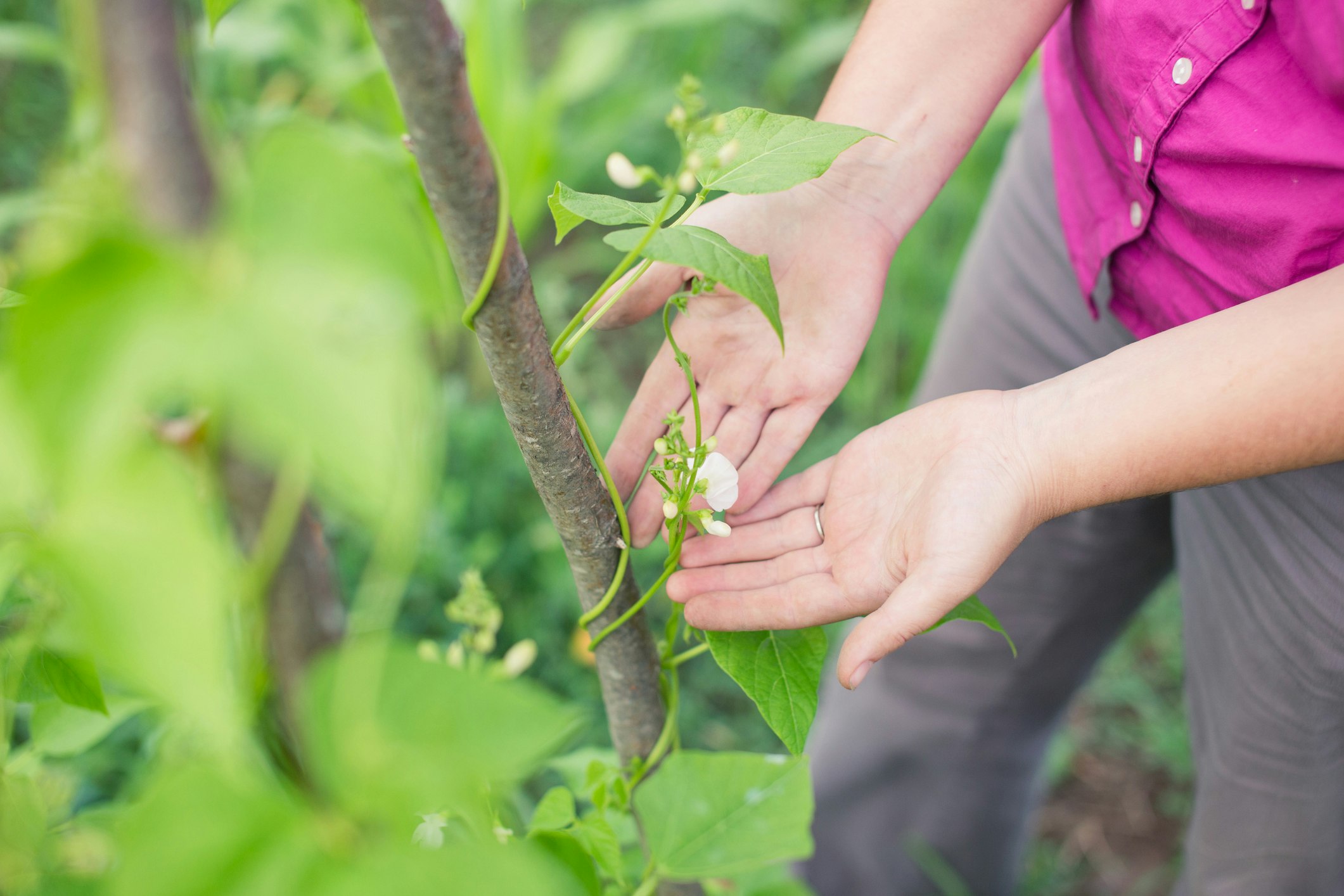 Stangenbohnen – Die Eigenschaften im Überblick | OBI Stangenbohnen – Die Eigenschaften im Überblick | OBI