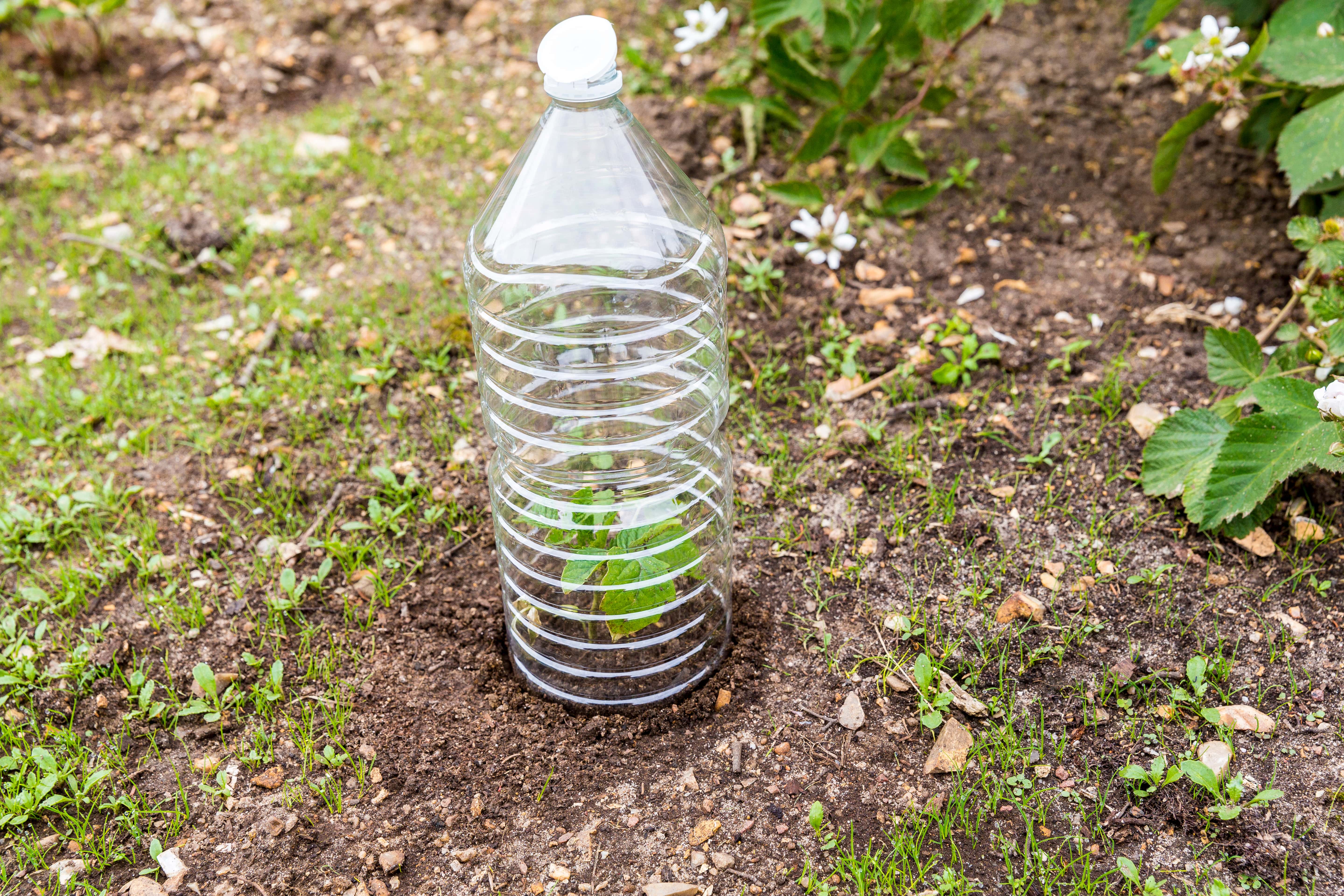 Tomatenpflanzen unter einer Plastikflasche, die als Mini-Gewächshaus dient.