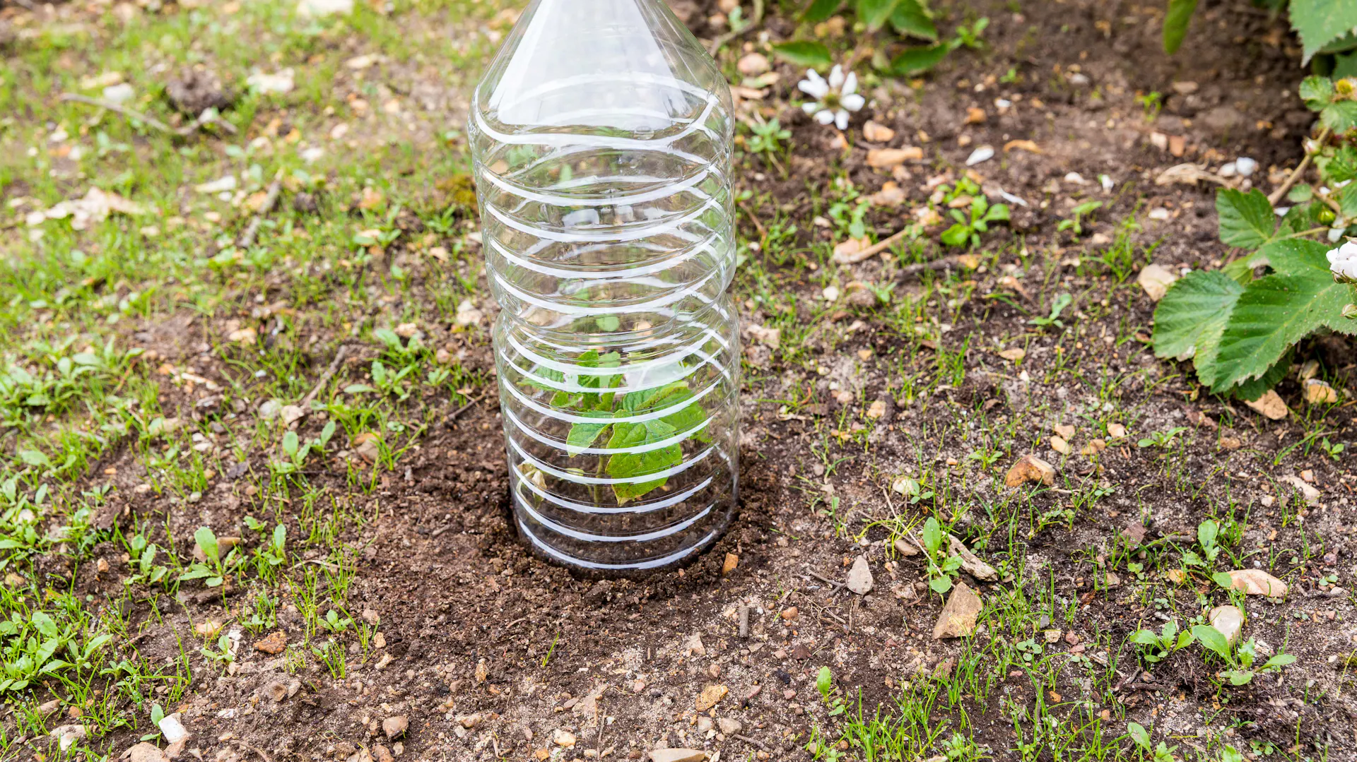 Tomatenpflanzen unter einer Plastikflasche, die als Mini-Gewächshaus dient.