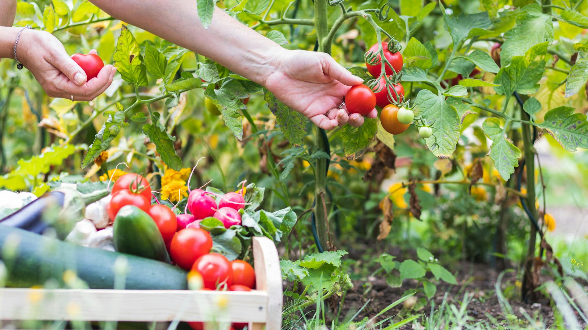 Jemand pflückt mit linker Hand eine rote Tomate vom Strauch und hält in der rechten Hand eine rote Tomate