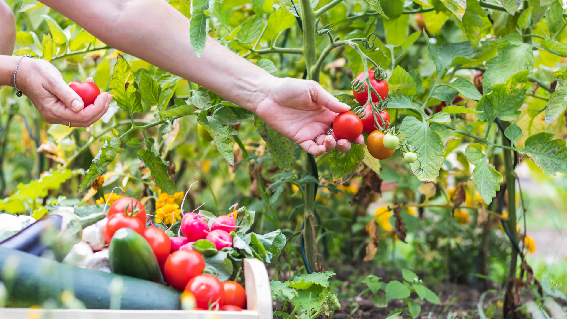 Tomaten am Strauch