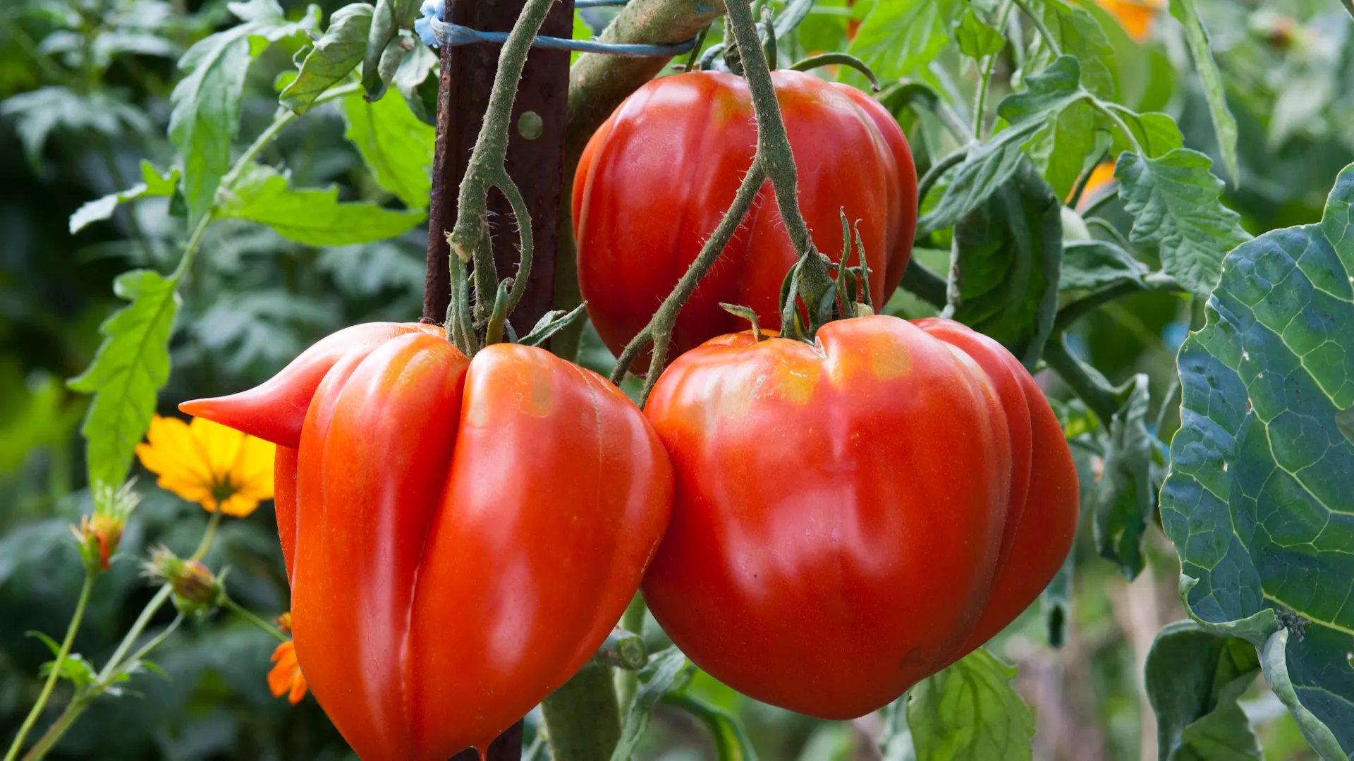 Coer de boeuf Tomaten
