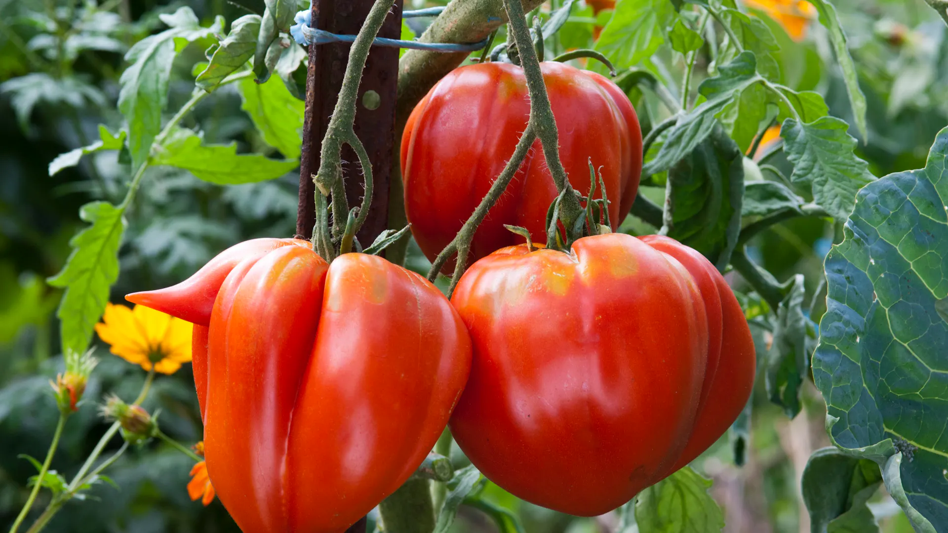 Tomaten