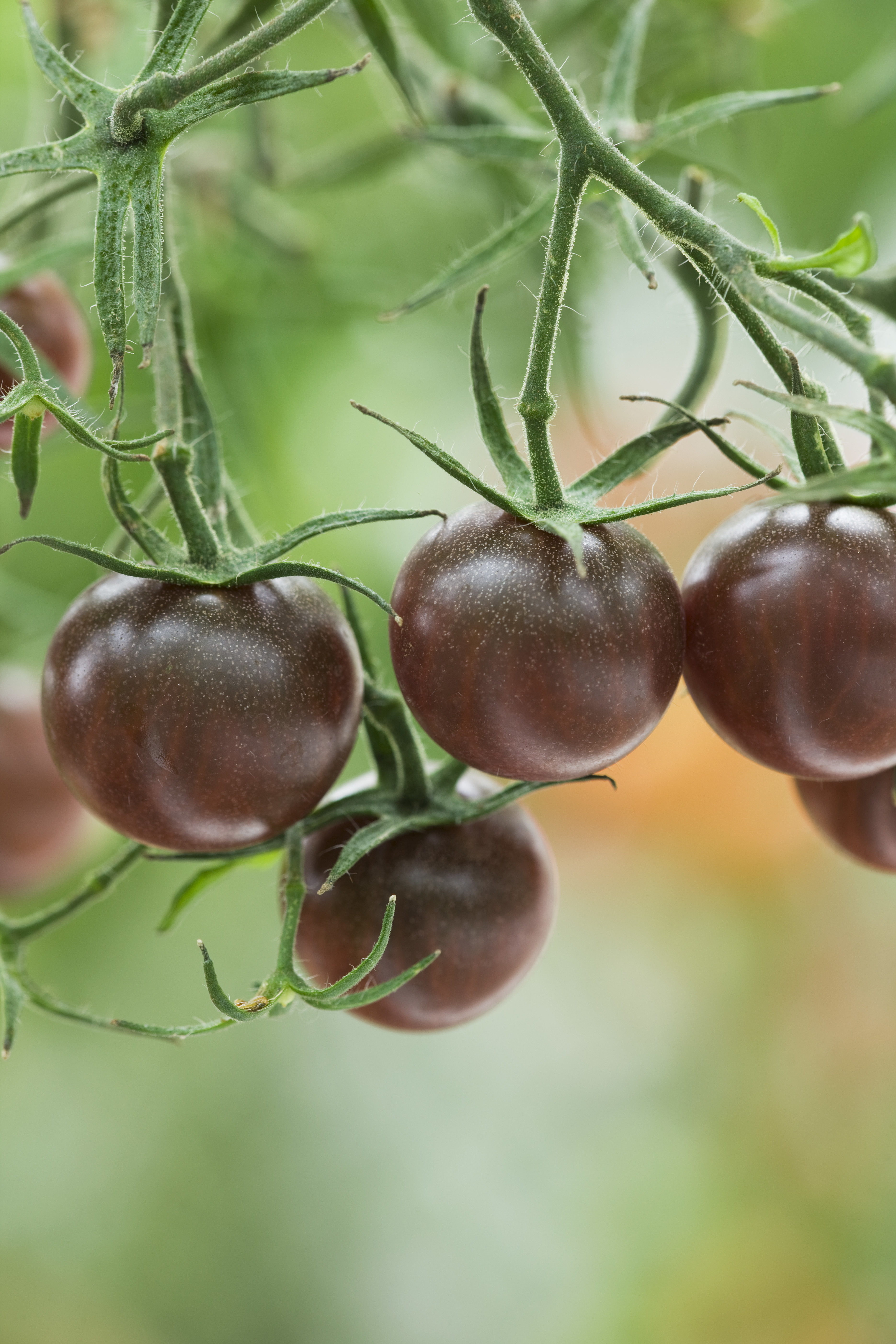 Paradeiser der Sorte „Chocolate Cherry“