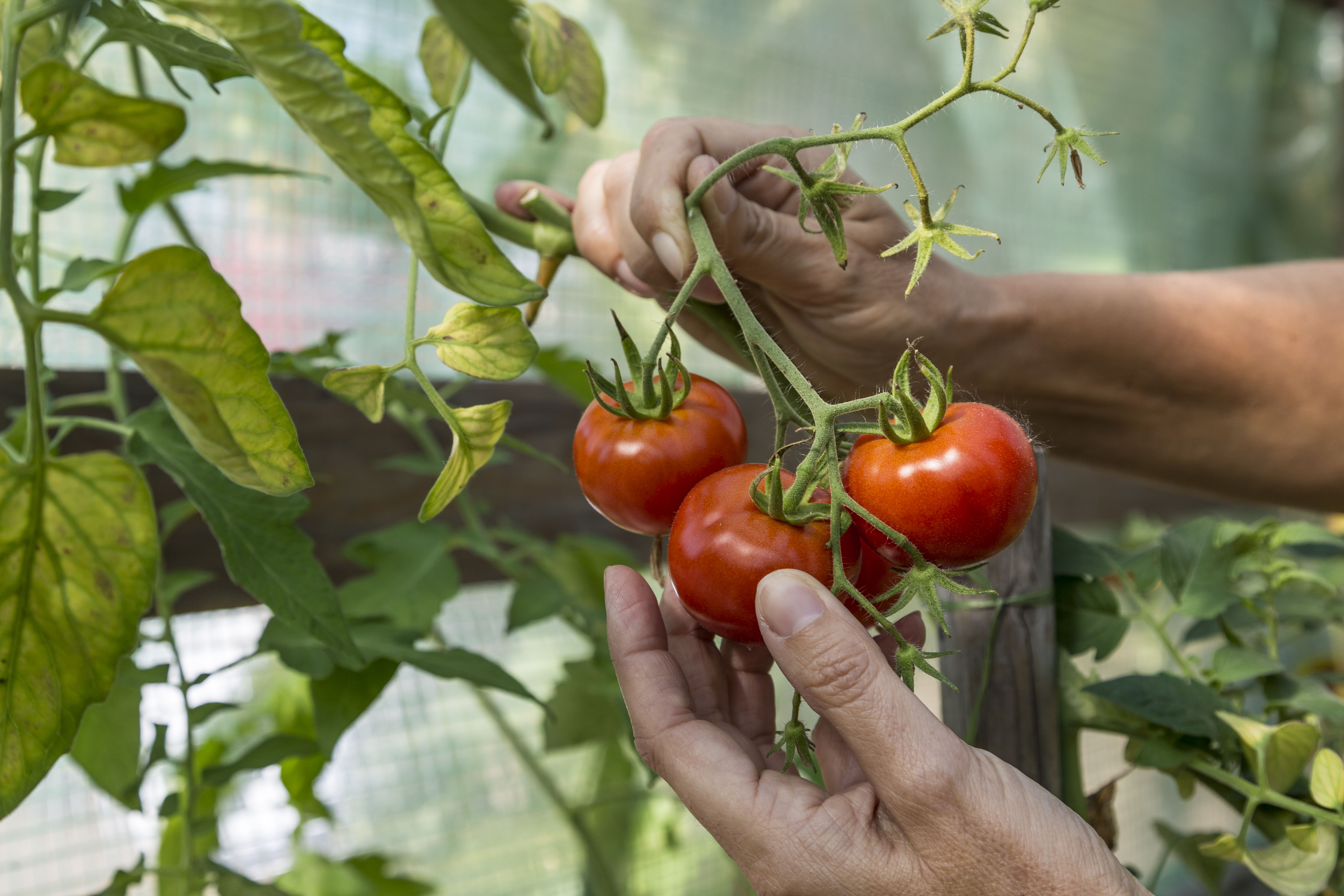 Tomatensamen gewinnen und trocknen OBI
