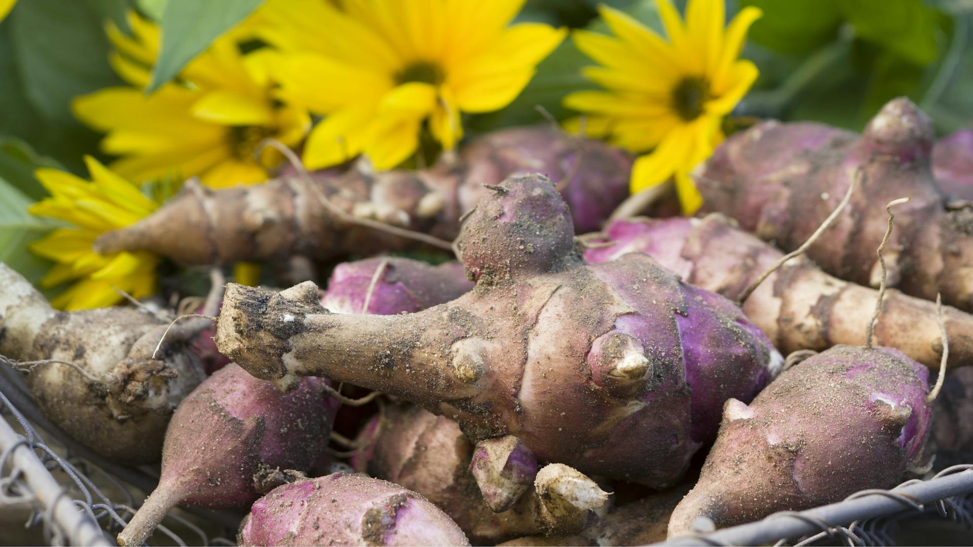 Frisch geernteter Topinambur liegt im Garten vor einer Topinamburpflanzen.
