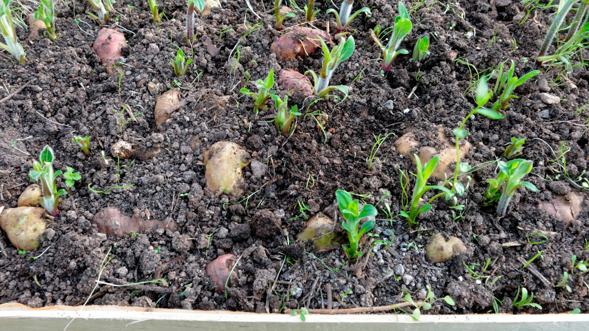 Topinambursetzlinge in einem Beet.