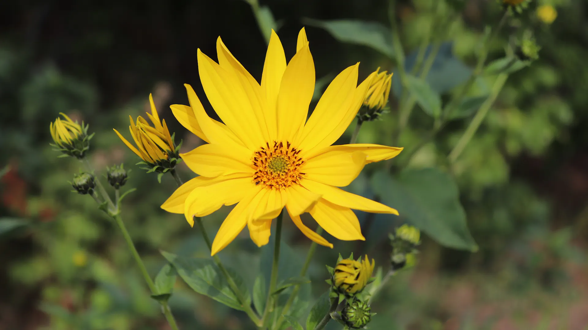 Blühender gelber Topinambur steht im Garten.