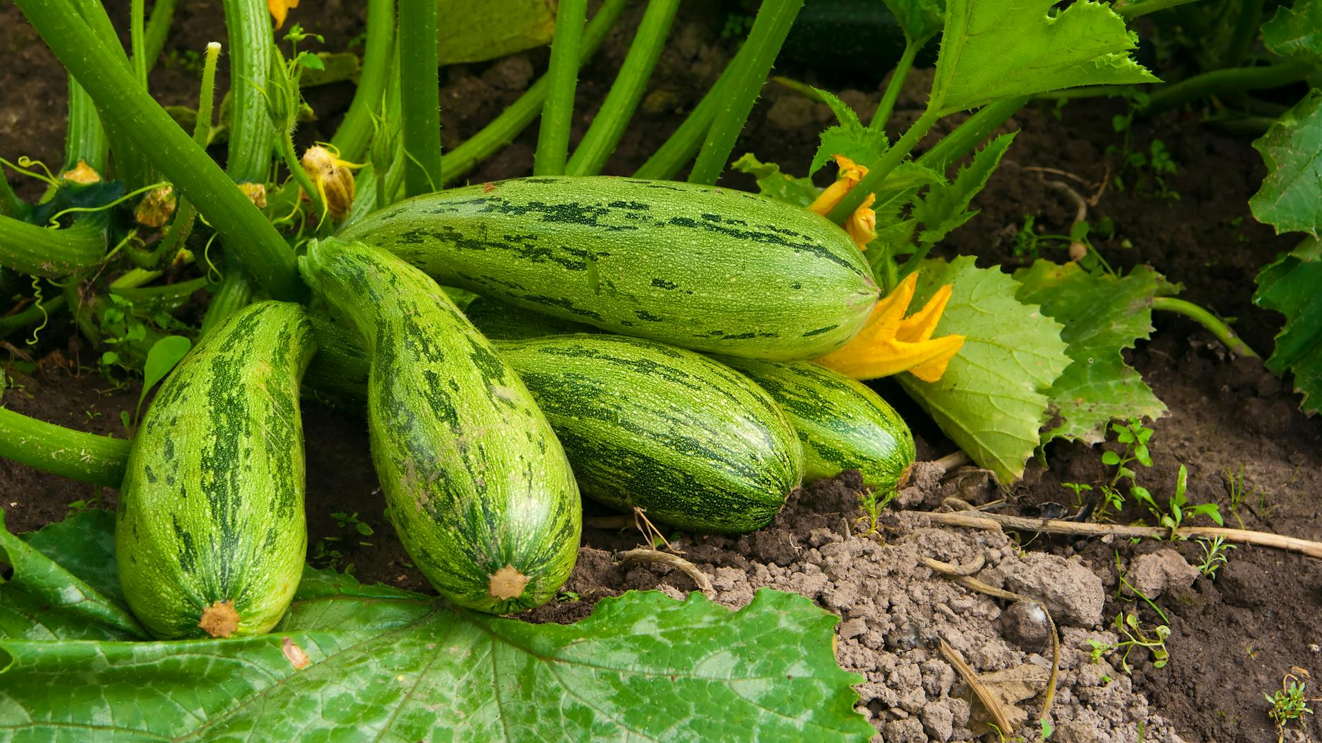 Große Zucchini hängen erntereif am Strauch.