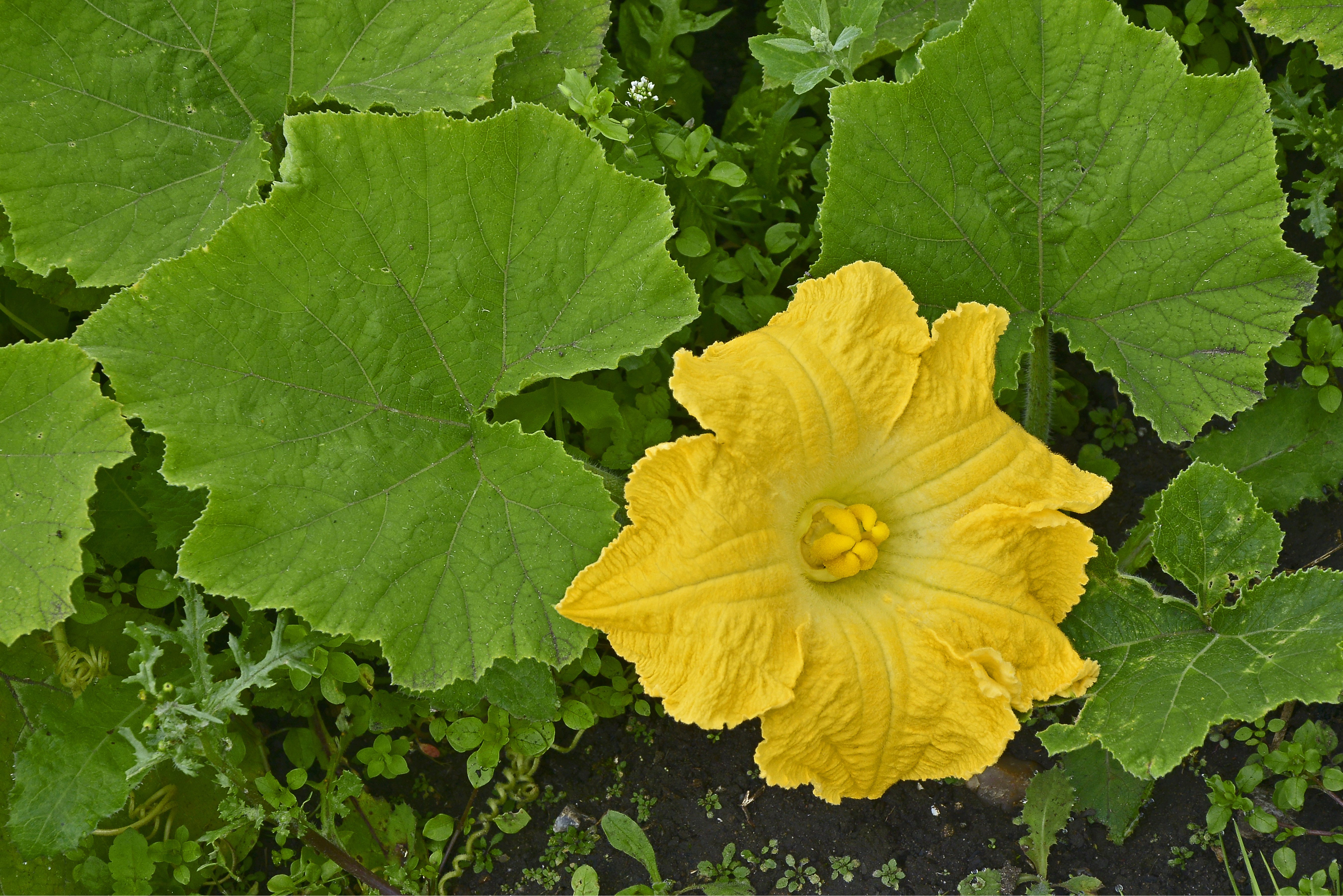 Eine gelbe Zucchiniblüte blüht am Strauch.