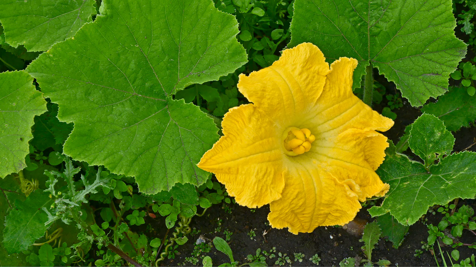 Eine gelbe Zucchiniblüte blüht am Strauch.