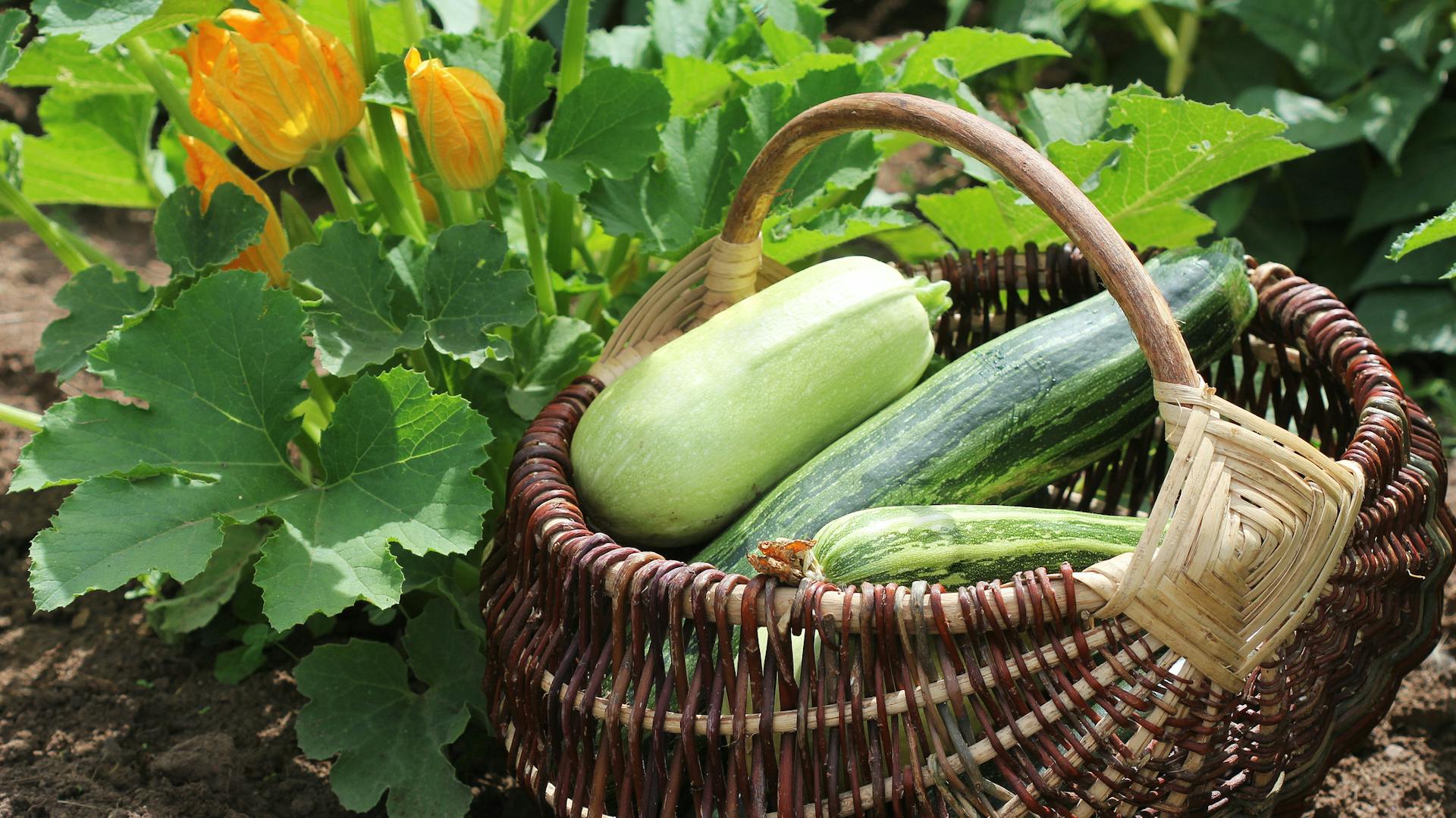 Zucchini liegen in einem Erntekorb auf dem Feld.