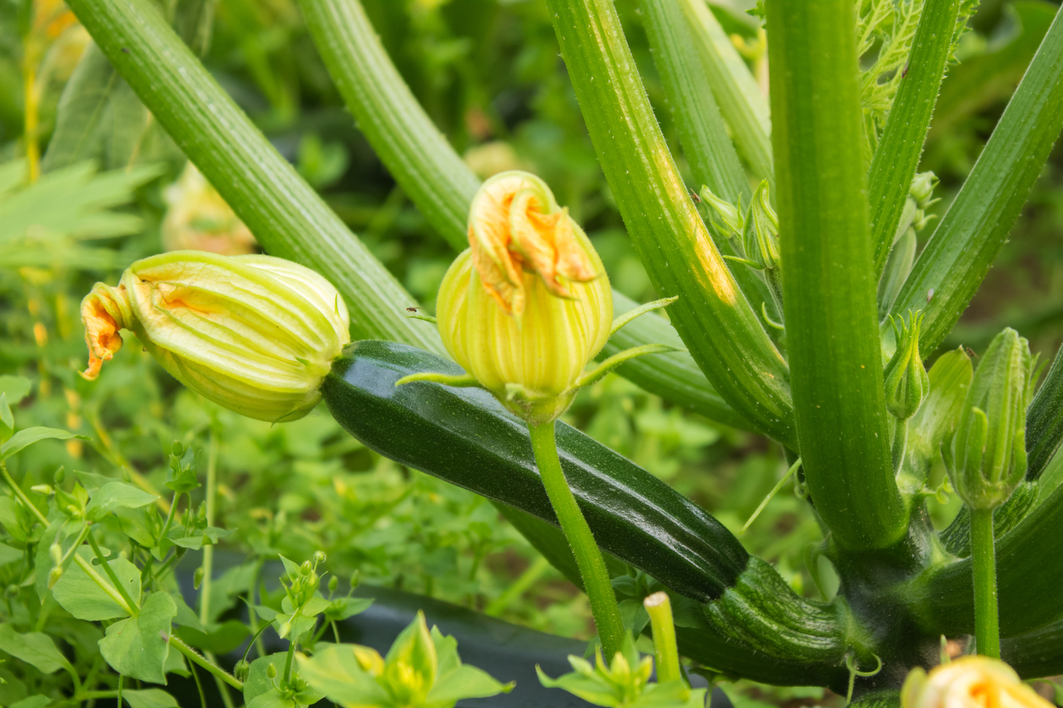 Zucchini: Eigenschaften, Pflanztipps &amp; Verwendung | OBI