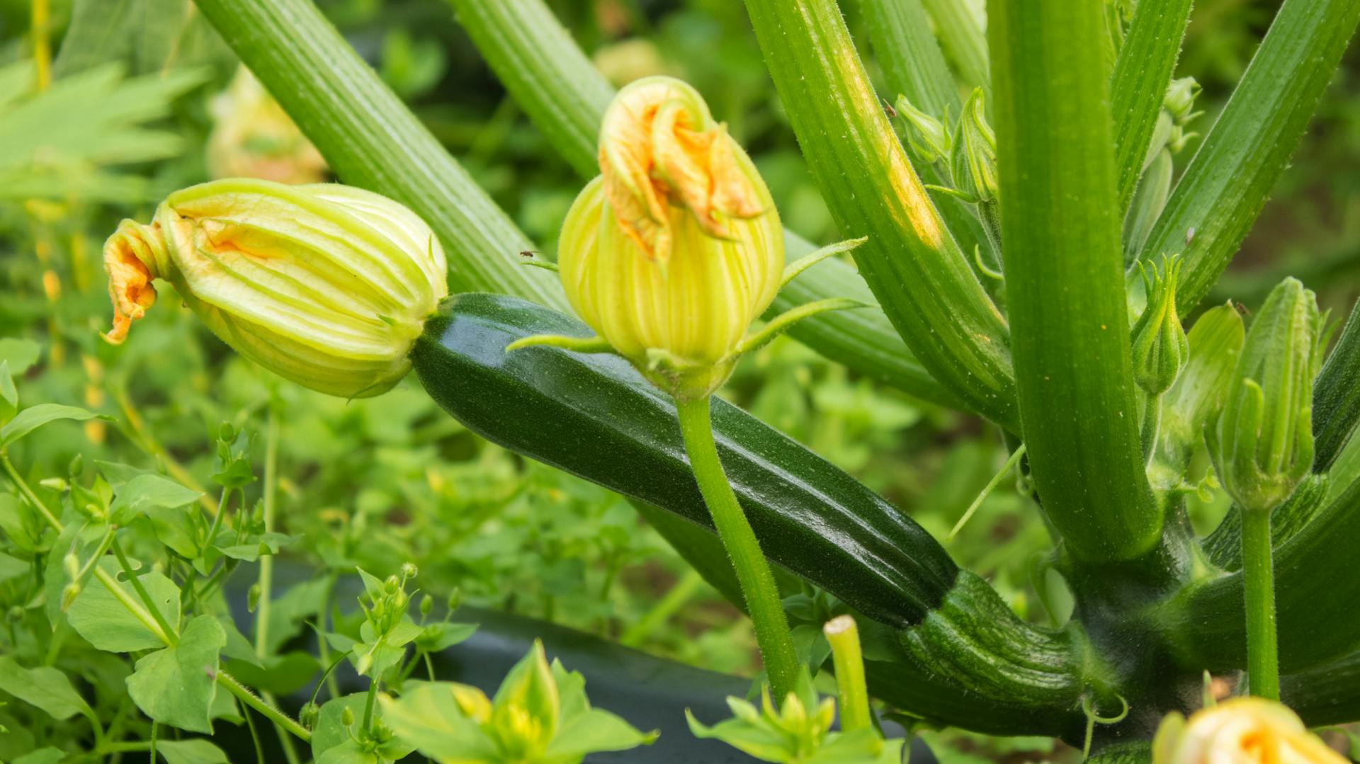 Die Zucchini zeigt große, gelbe Blüten.