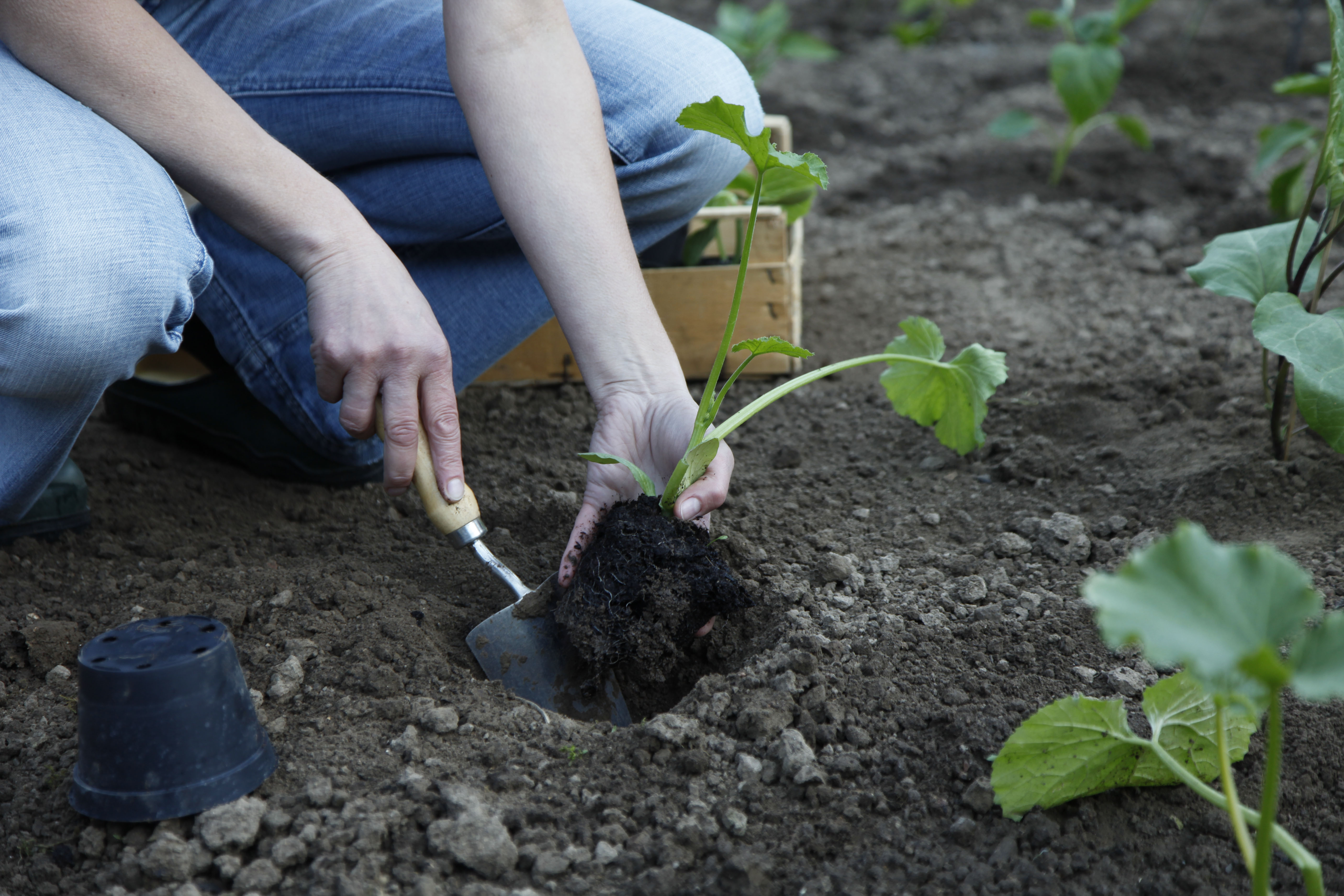 Jemand pflanzt Zucchini mit einem Spaten in die Erde.