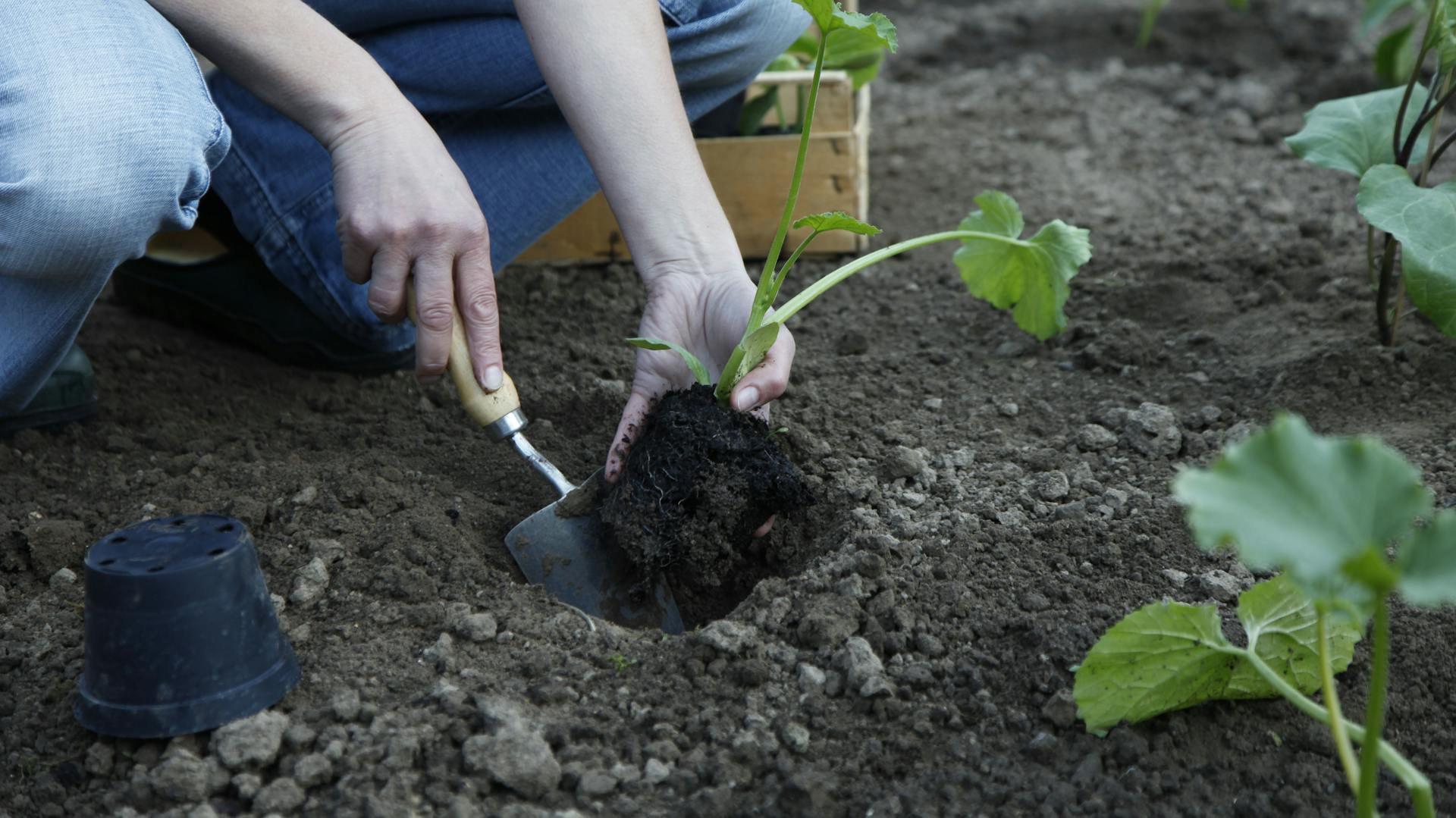 Jemand pflanzt Zucchini mit einem Spaten in die Erde.