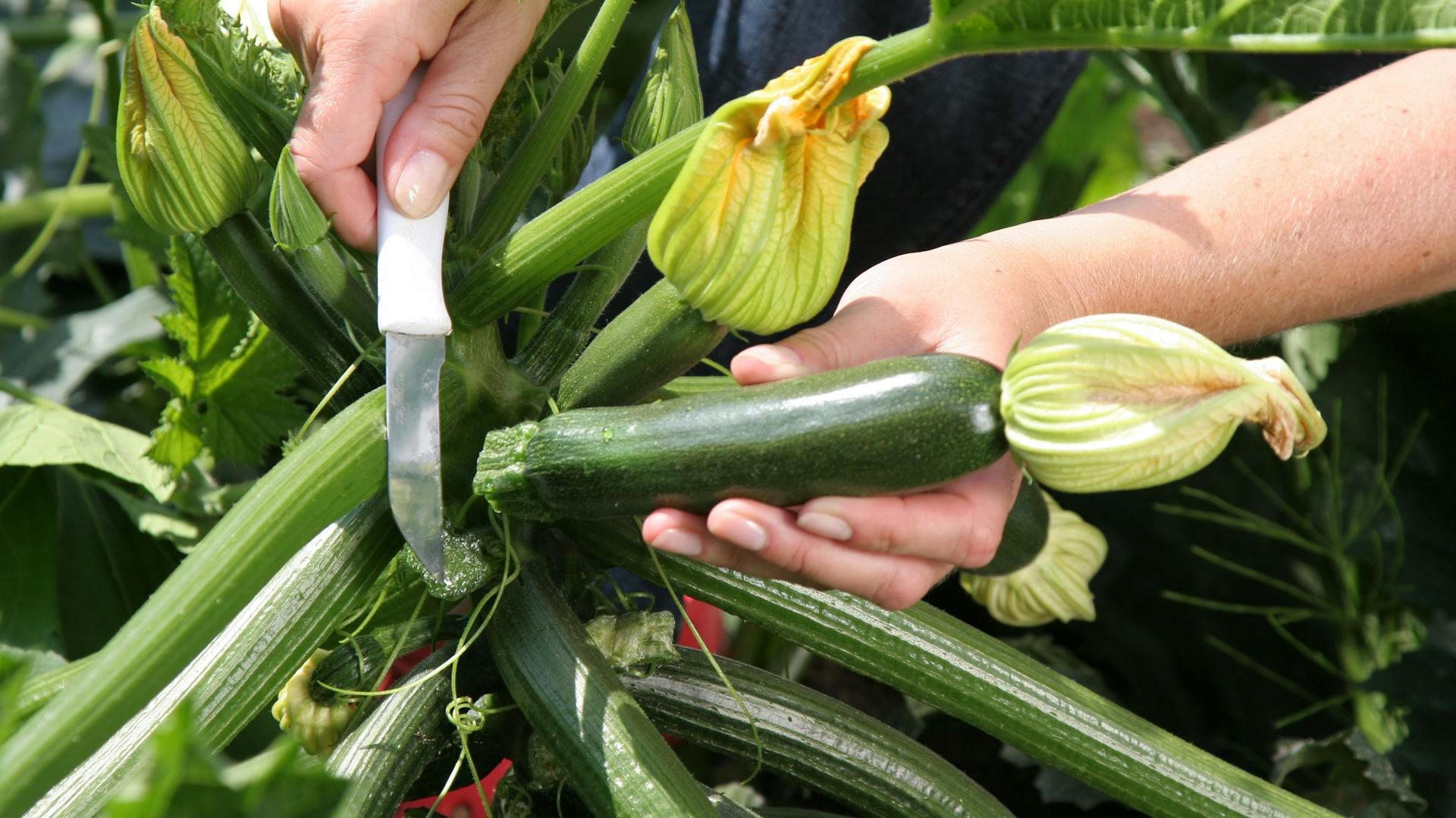Jemand schneidet Zucchini mit einem Messer vom Strauch ab.