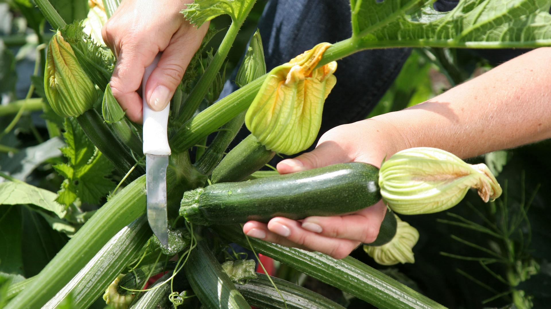 Person schneidet Zucchini von Pflanze ab