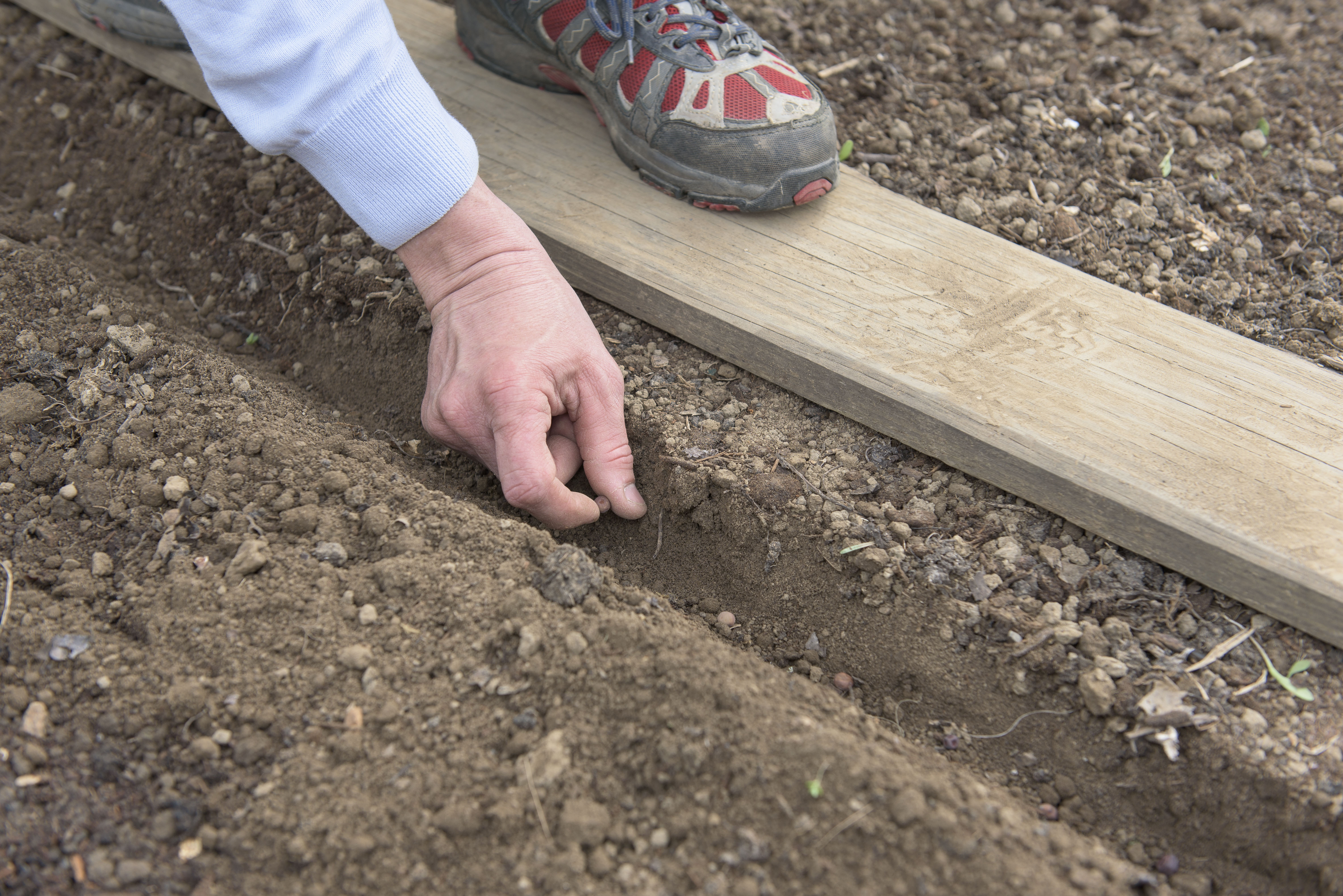 Zuckererbsen Eigenschaften und Wissenswertes OBI