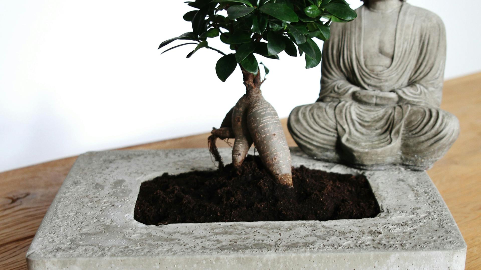 Buddha-Topf mit Bonsai aus Bastelbeton auf Tisch