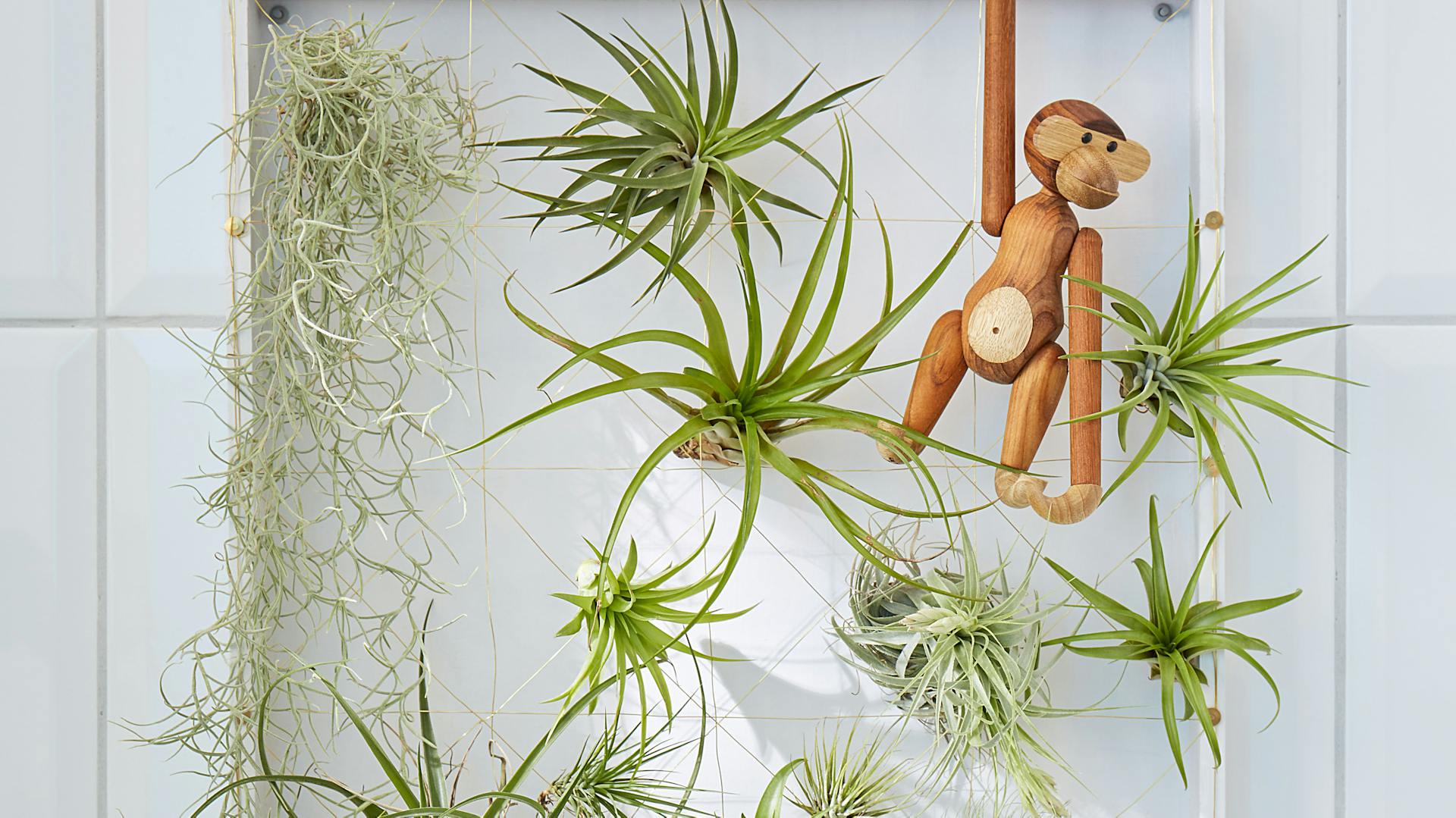 Tillandsien als Deko an der Wand