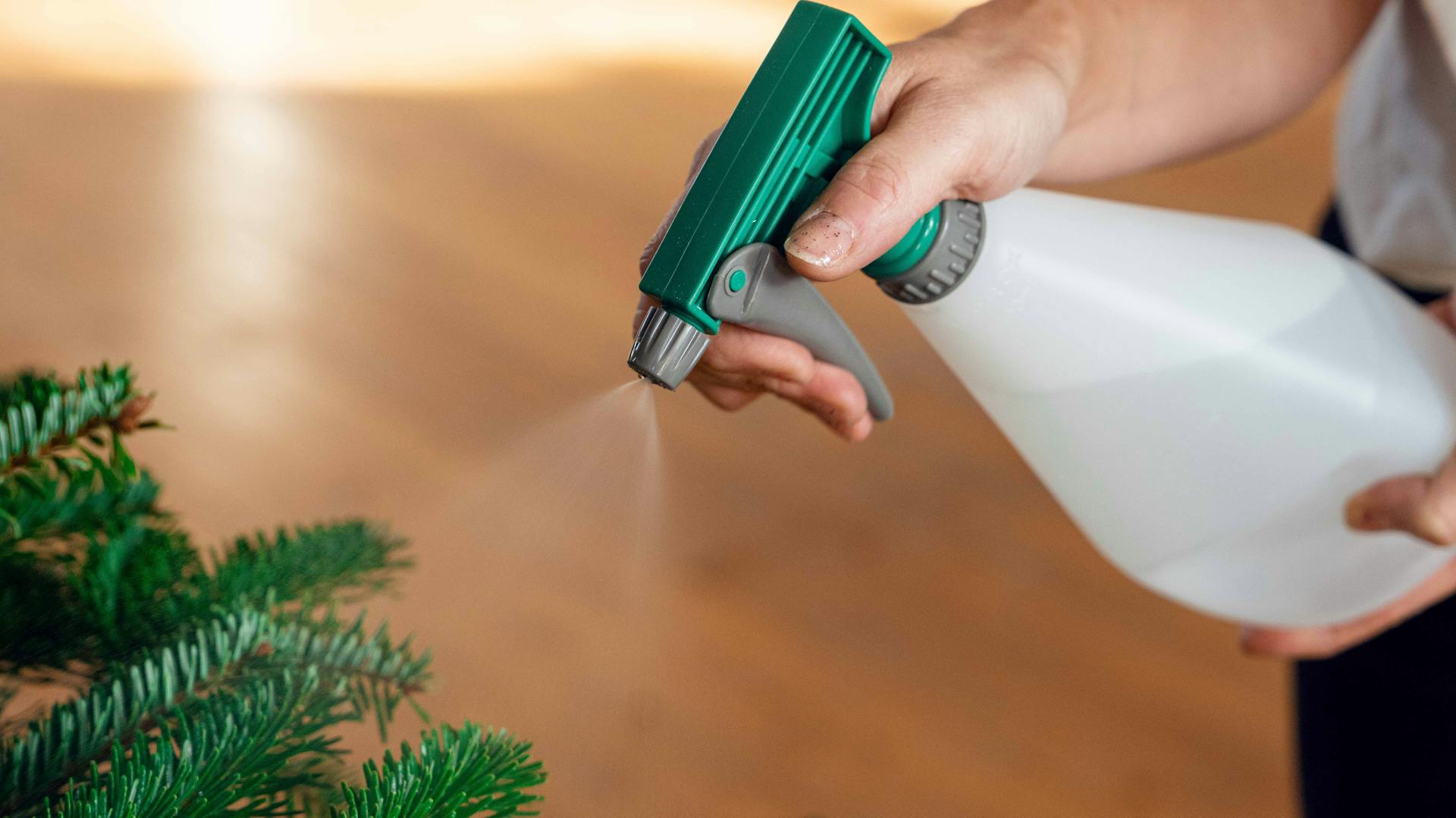 Weihnachtsbaumpflege mit Sprühflasche voll Wasser