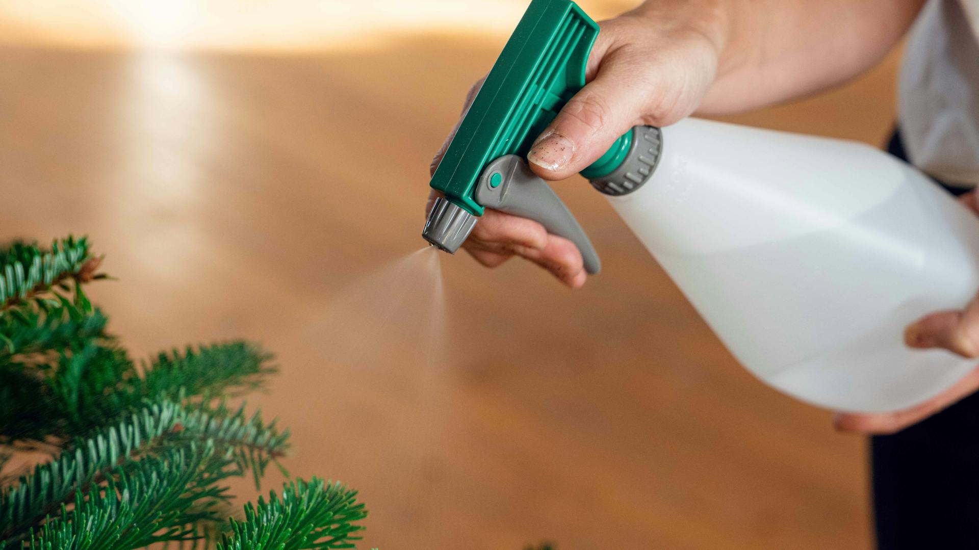 Weihnachtsbaumpflege mit Sprühflasche voll Wasser
