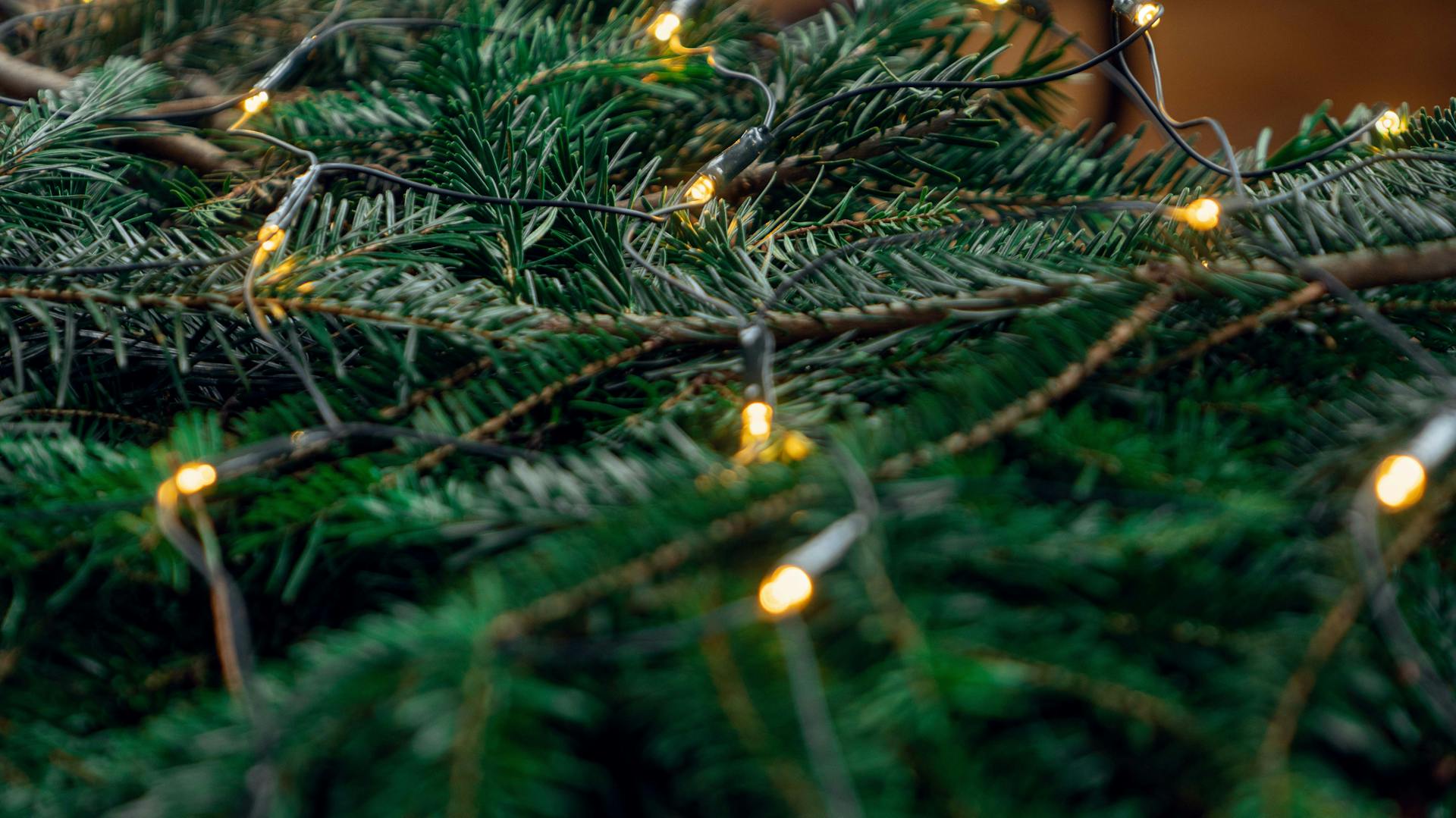 Rete luminosa LED su un ramoscello d’abete