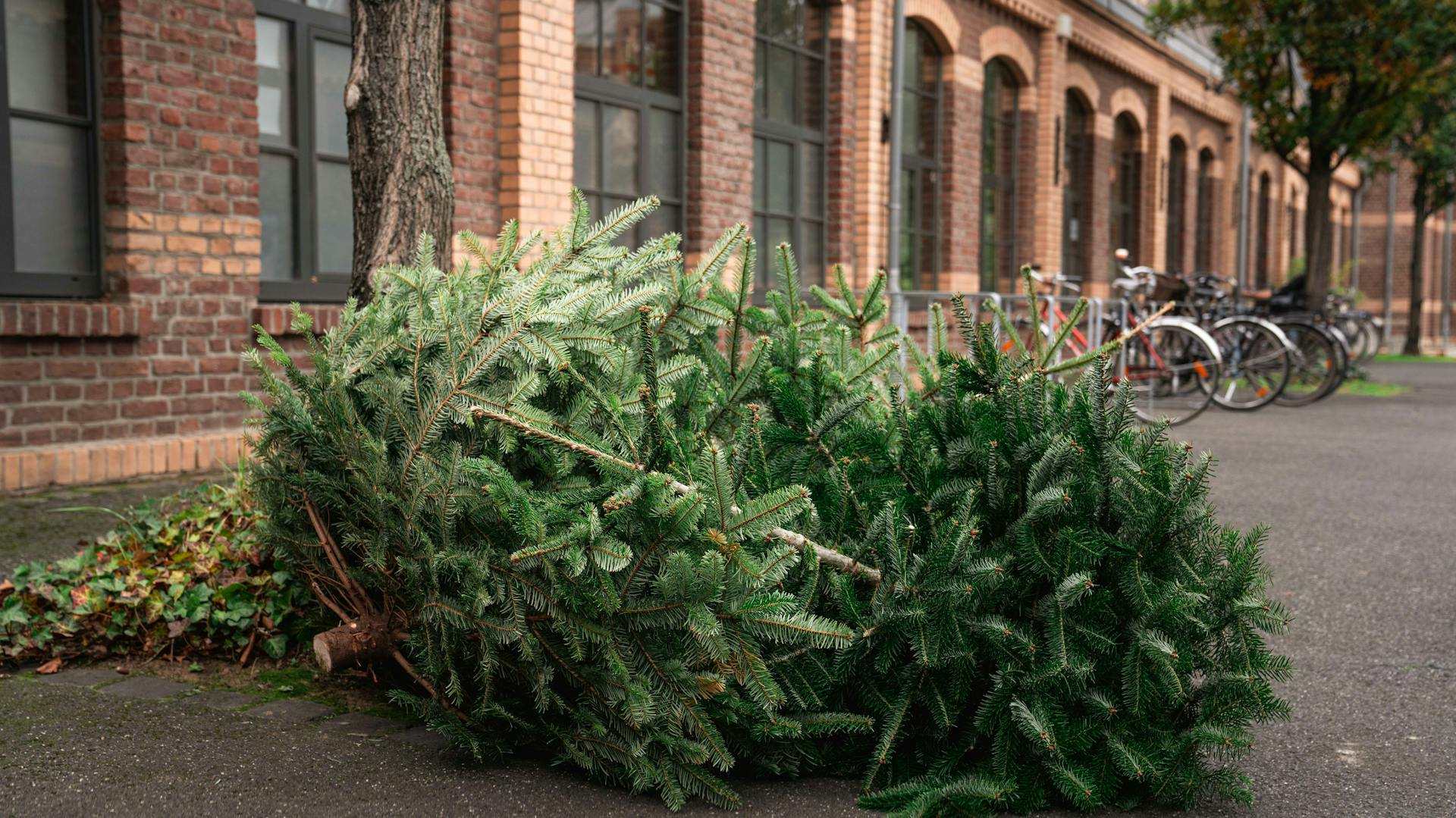 Alberi di Natale al bordo della strada per rifiuti biodegradabili