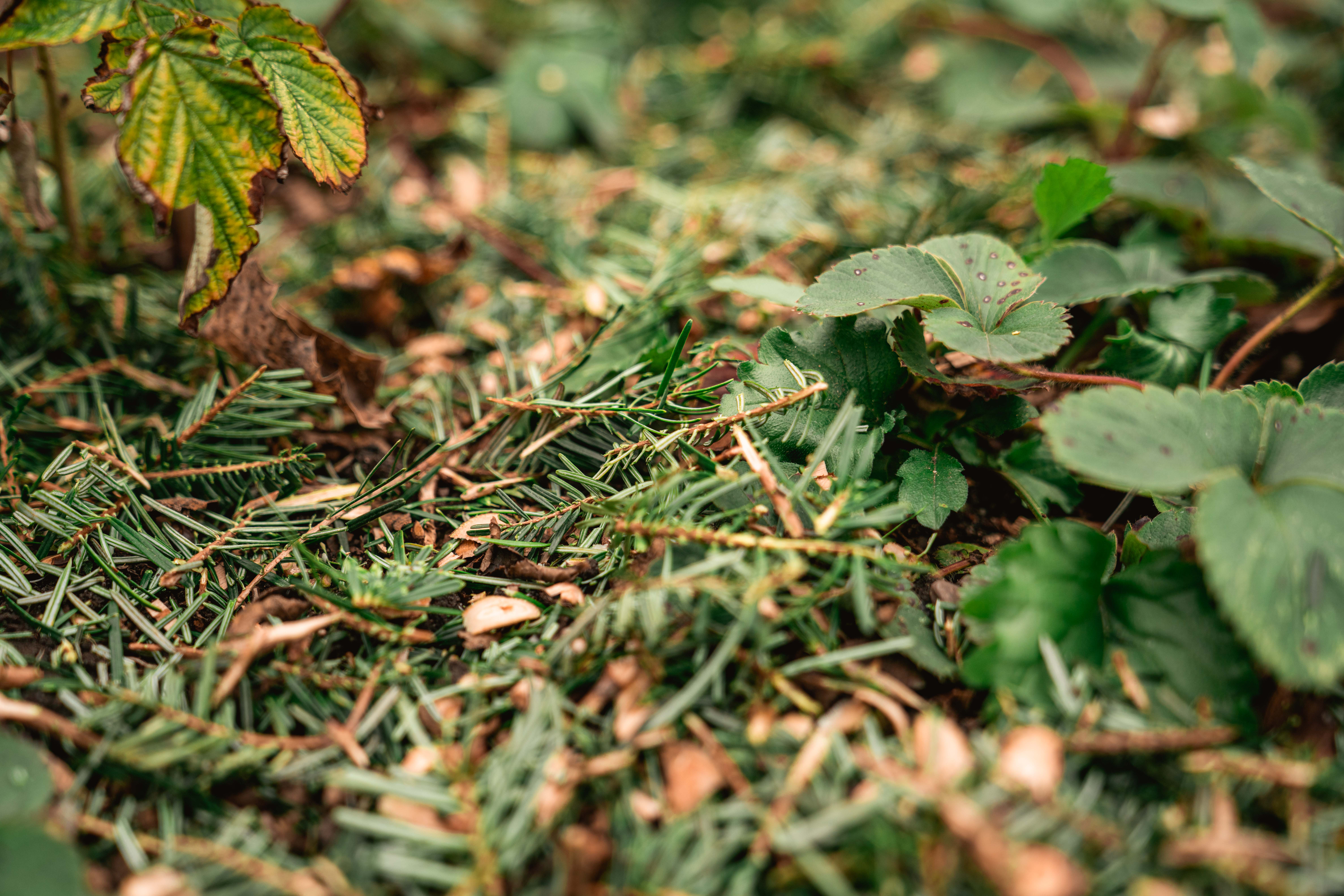 Resti dell’albero di Natale come pacciame in giardino