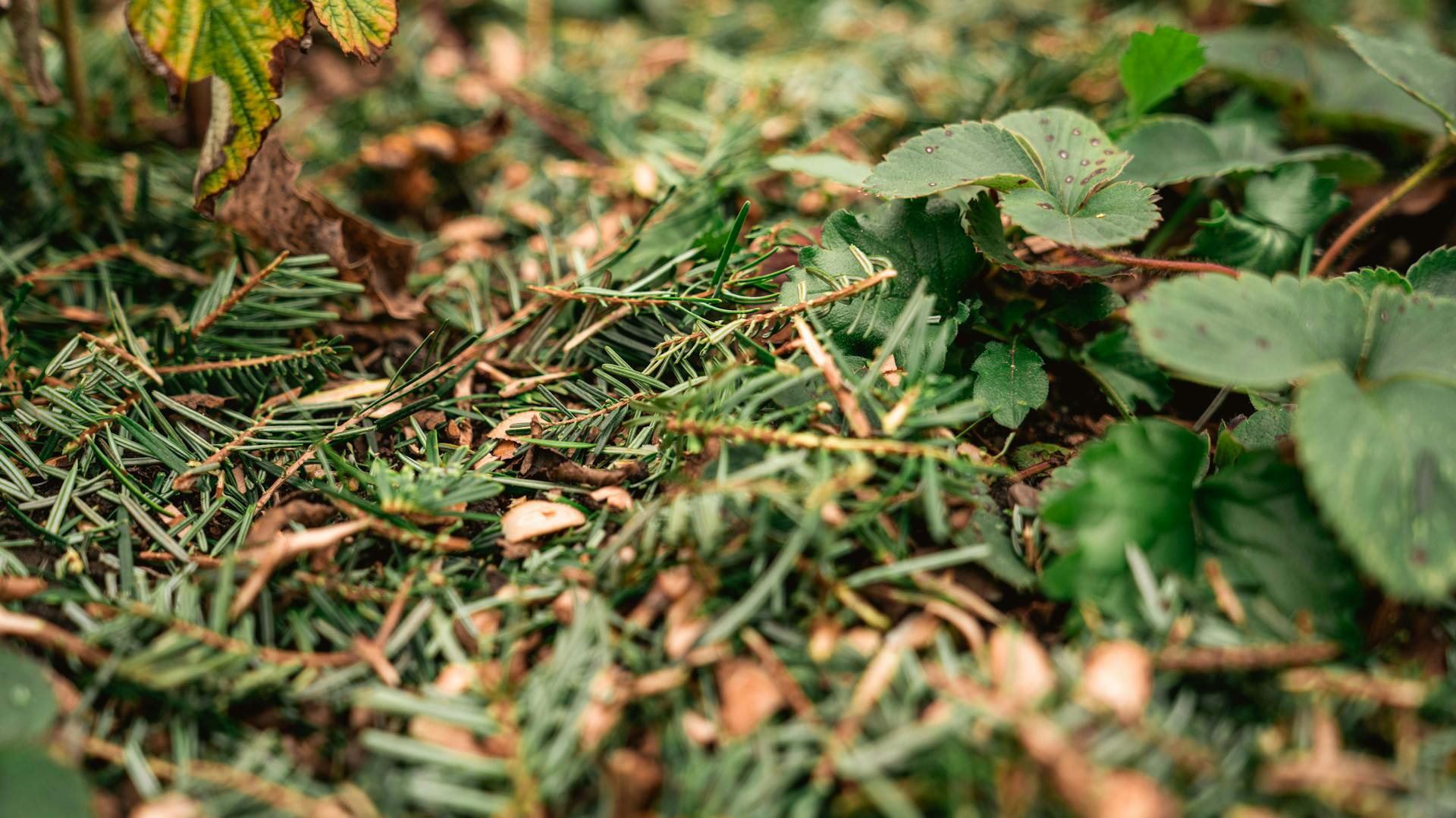 Karácsonyfa maradványok mulcsként a kertben