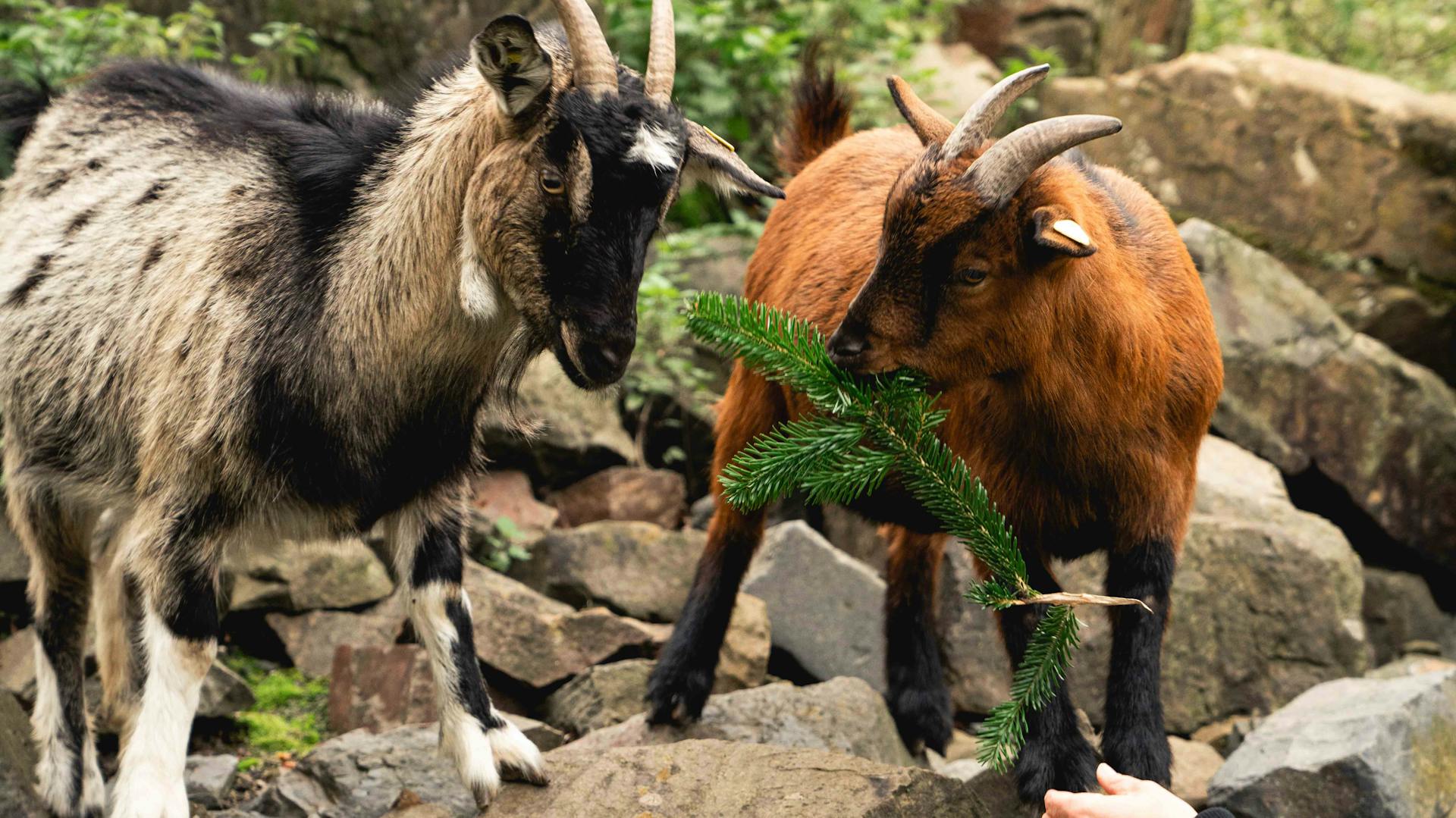 Kecskék eszik a karácsonyfa maradványait