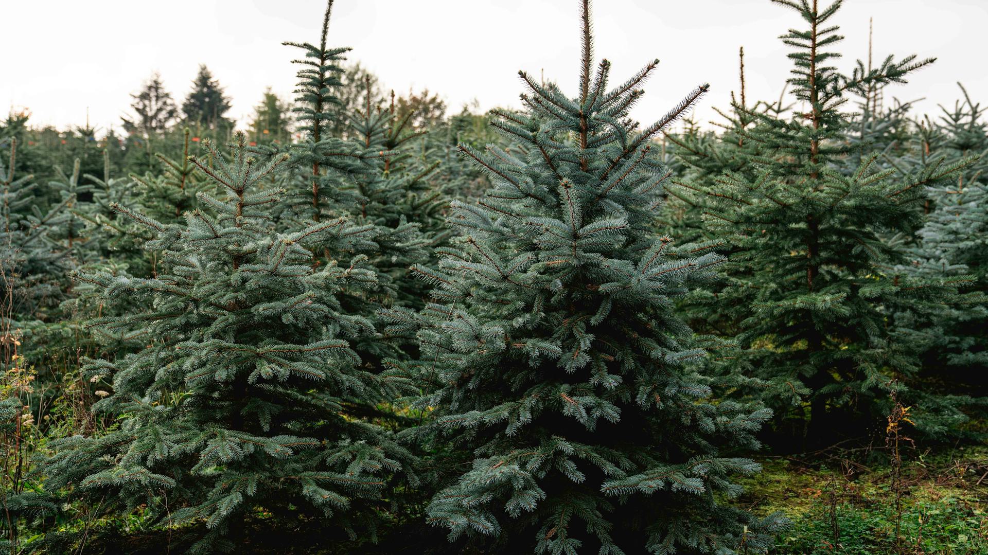 Zahlreiche Blaufichten auf einer Plantage