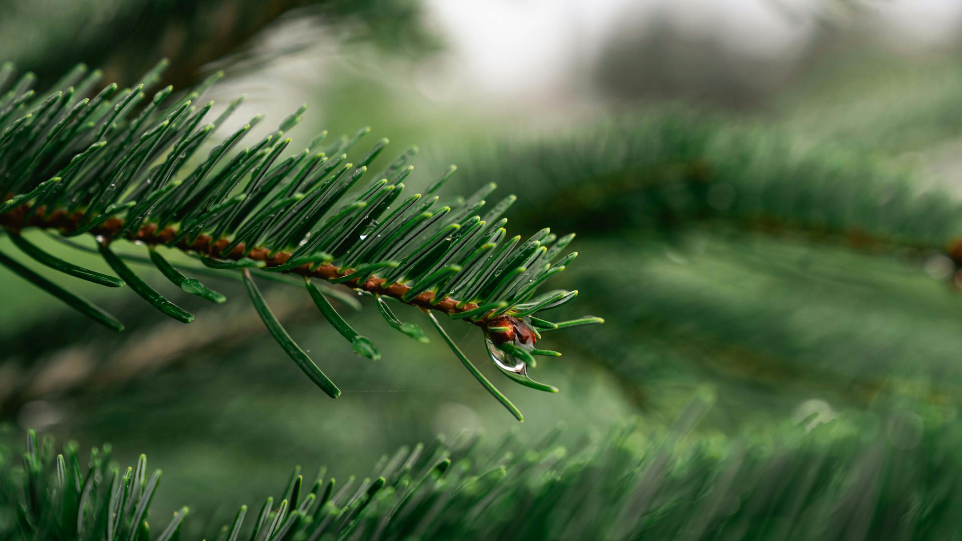 Nahaufnahme Zweig von Nordmanntanne