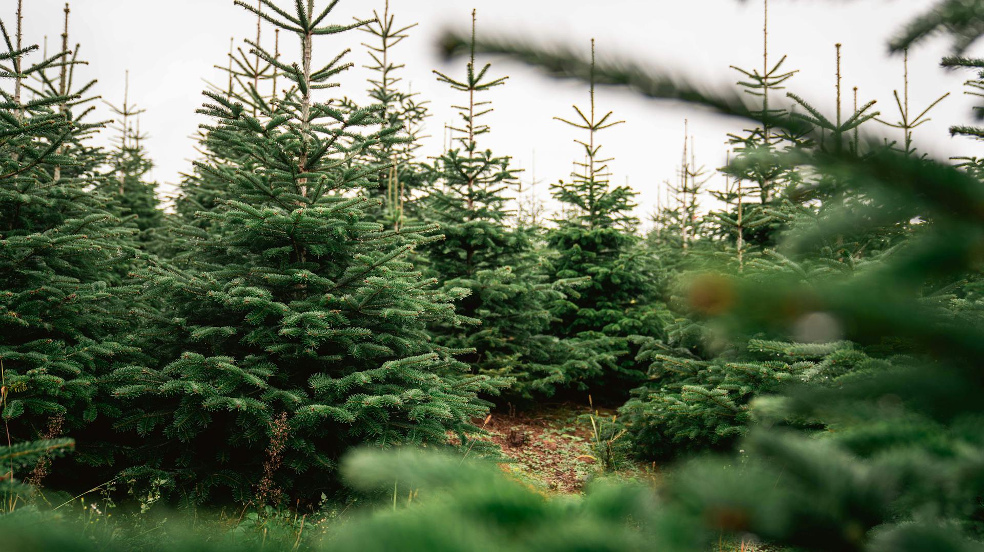 Zahlreiche Nordmanntannen auf einer Plantage