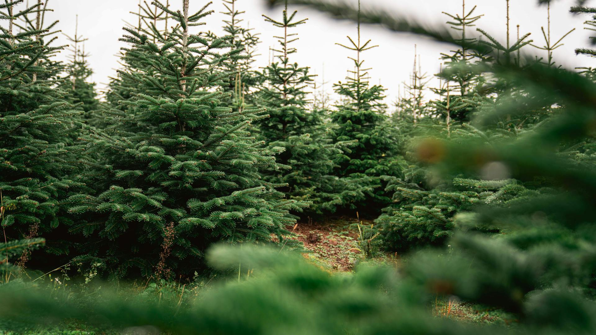 Néhány Nordmann fenyő a karácsonyfa ültetvényen