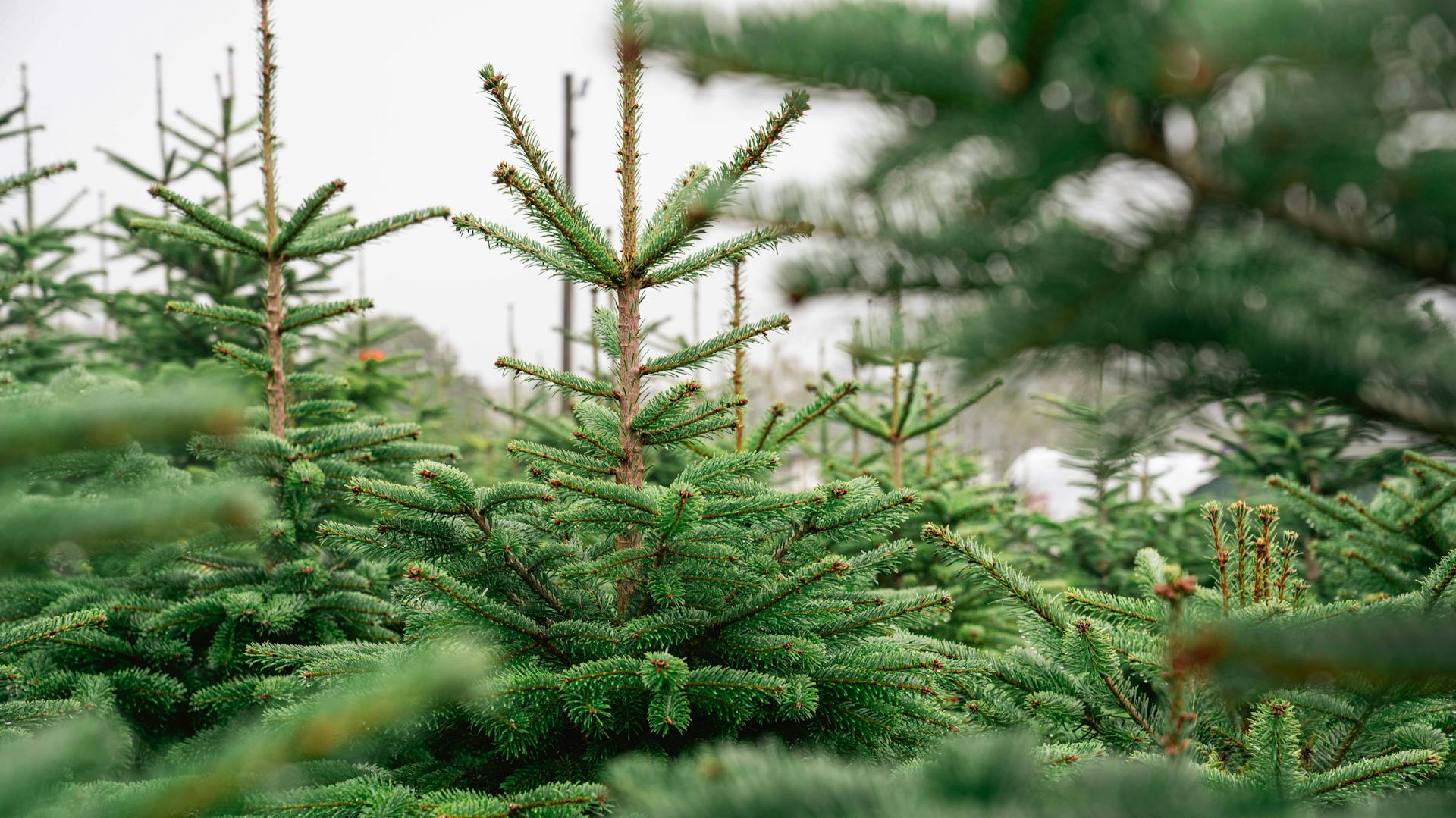 Jak najít správný vánoční stromeček?