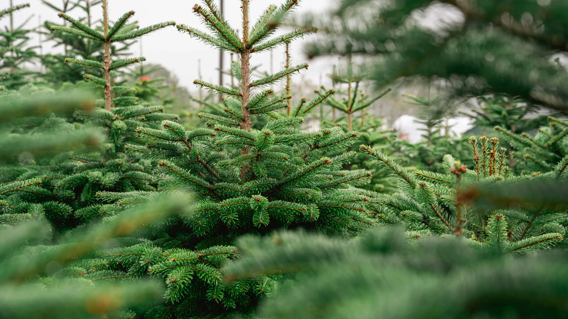 Jedle kavkazská na plantáži vánočních stromků