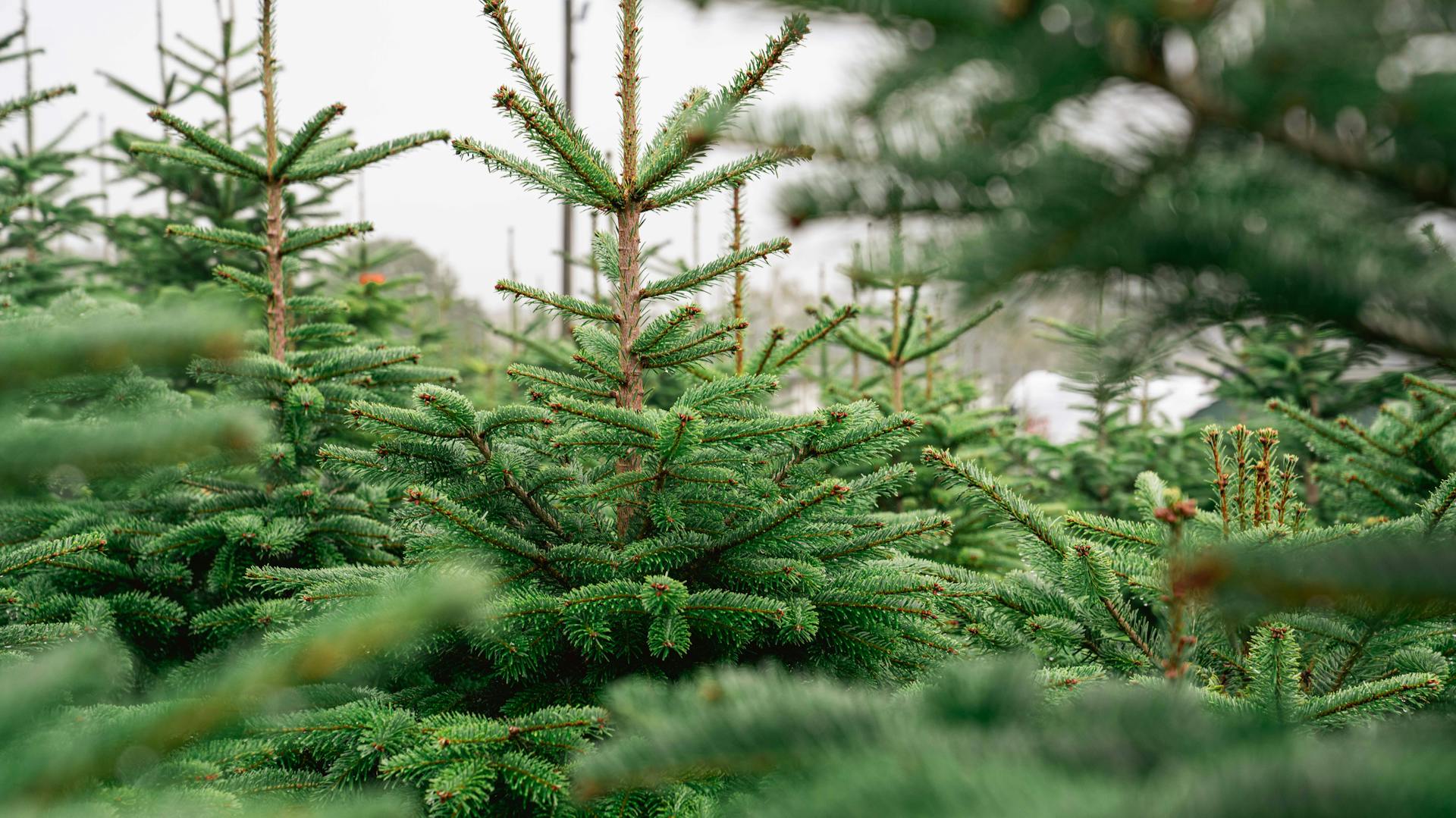 Abeti Nordmann in un vivaio di alberi di Natale