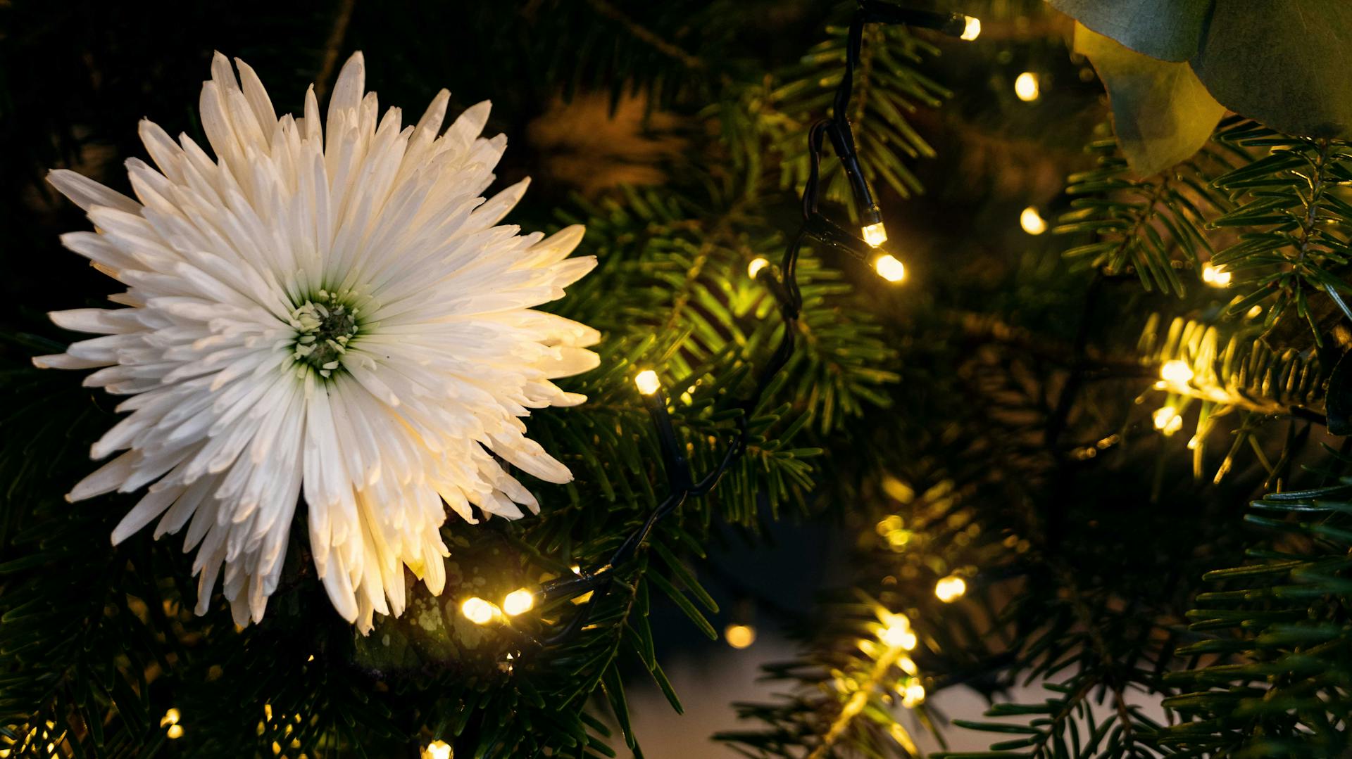 Karácsonyfa dekoráció fehér virágokból