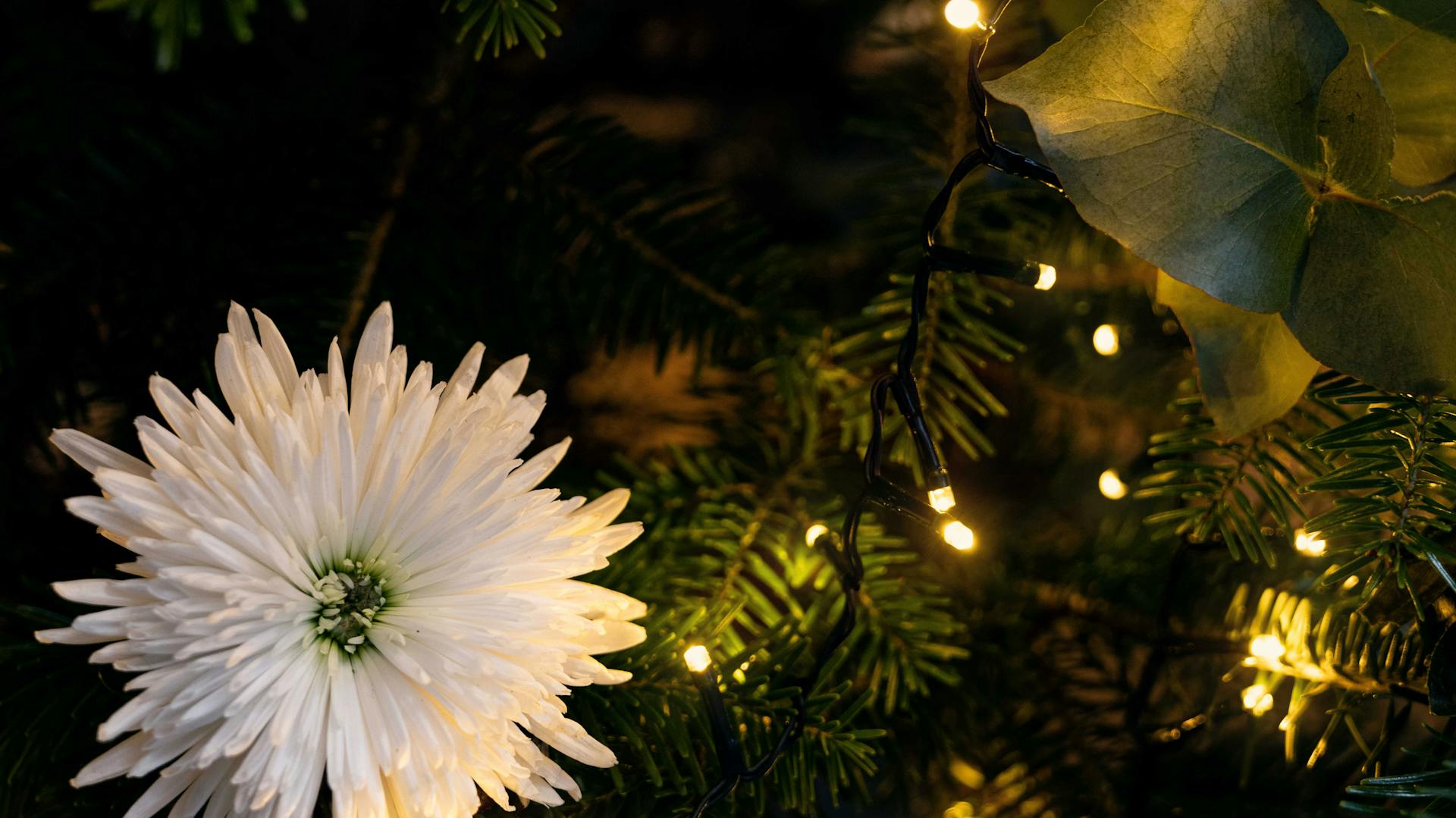 Addobbi per albero di Natale floreali bianco da vicino