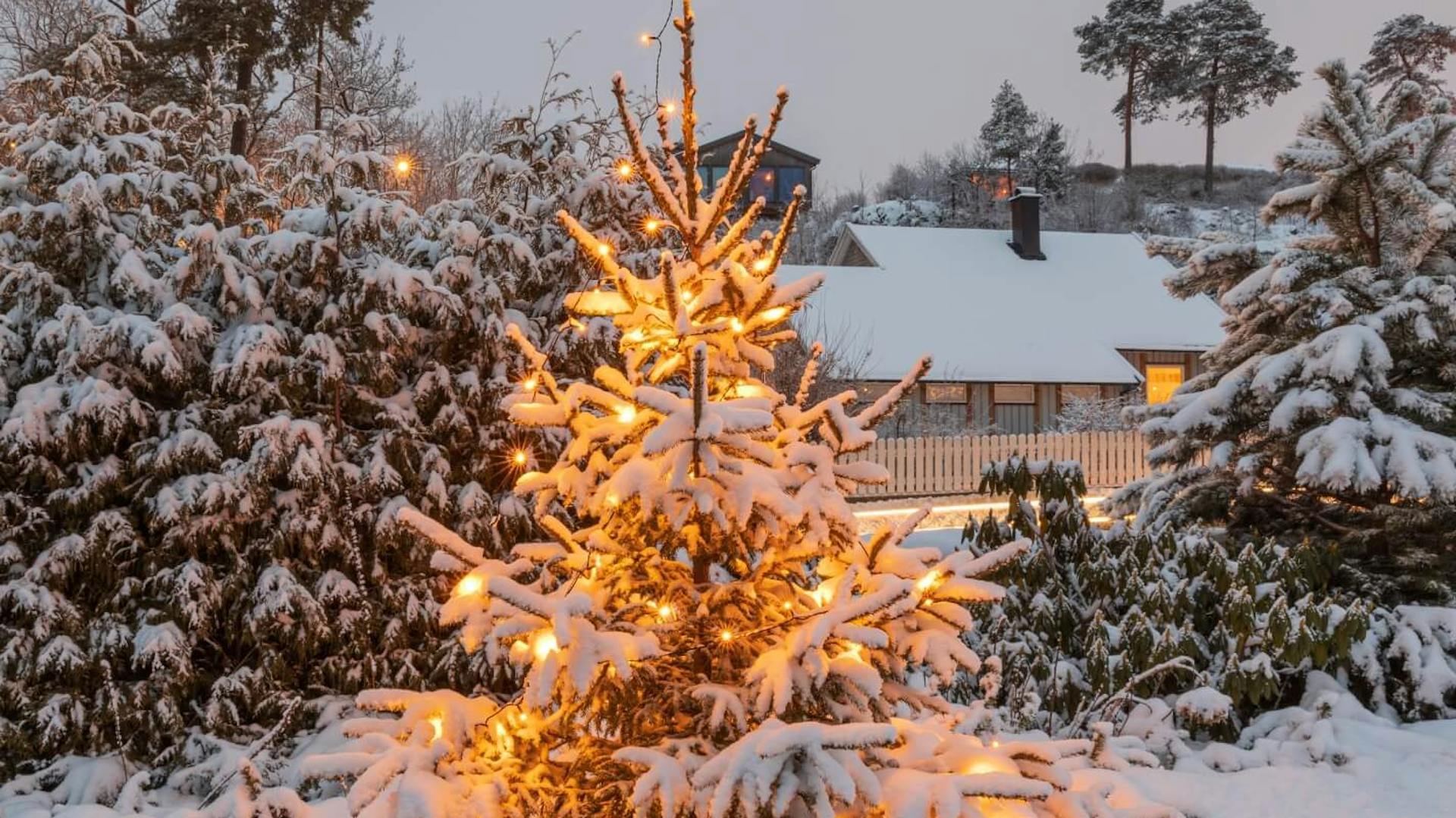 Im schneebedeckten Garten stehender Weihnachtsbaum mit Lichterkette verziert.