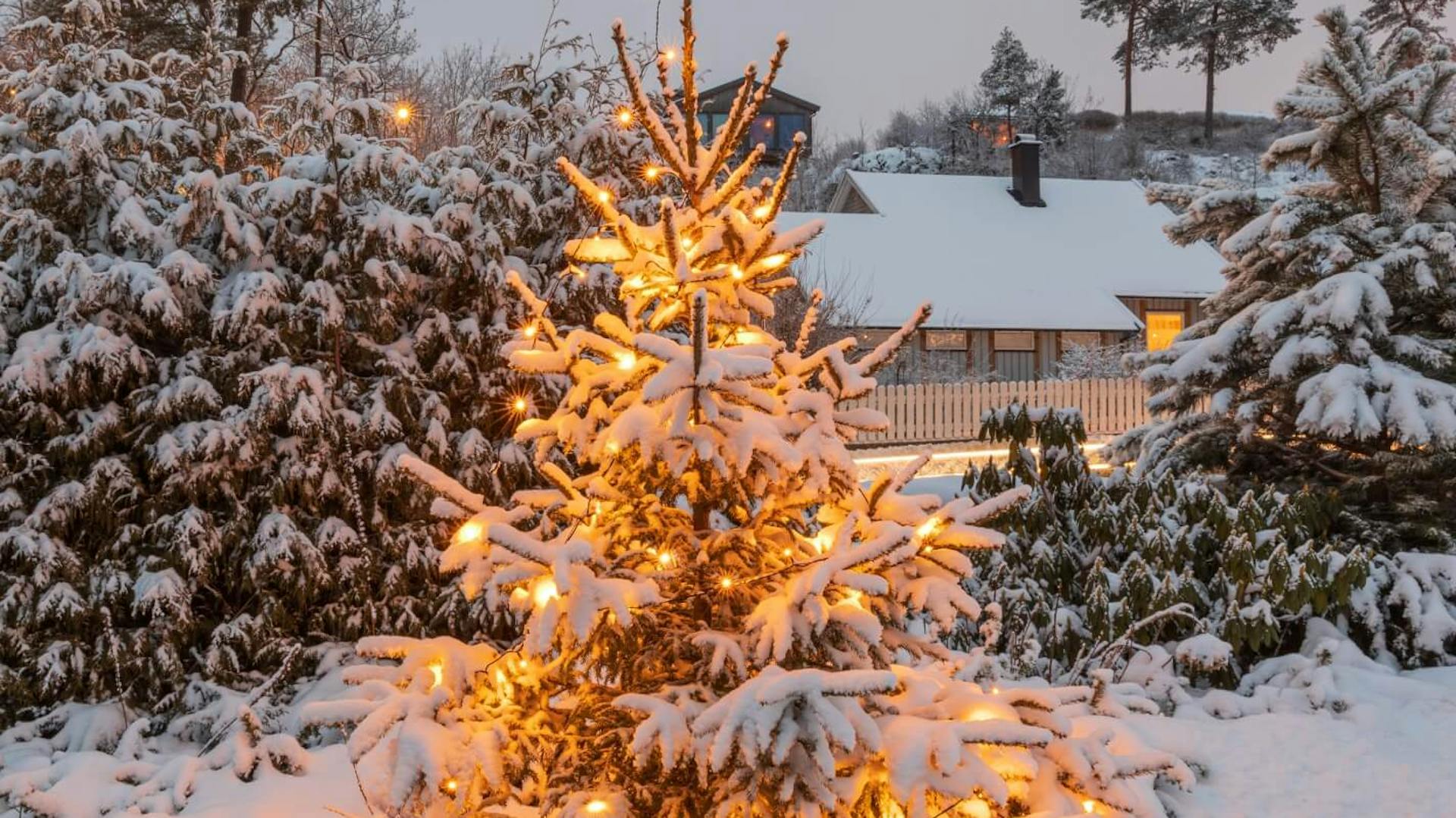 Albero di Natale innevato in giardino, decorato con ghirlanda luminosa.