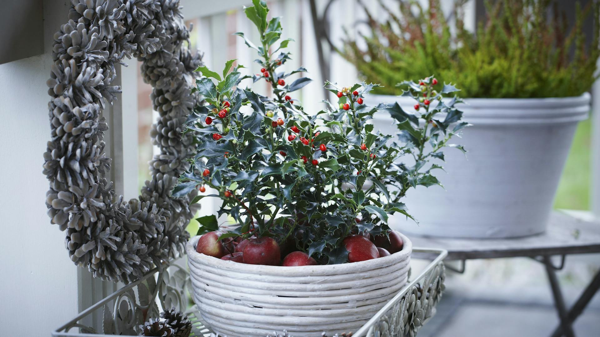 Ilex in vaso con mele e una ghirlanda di pigne