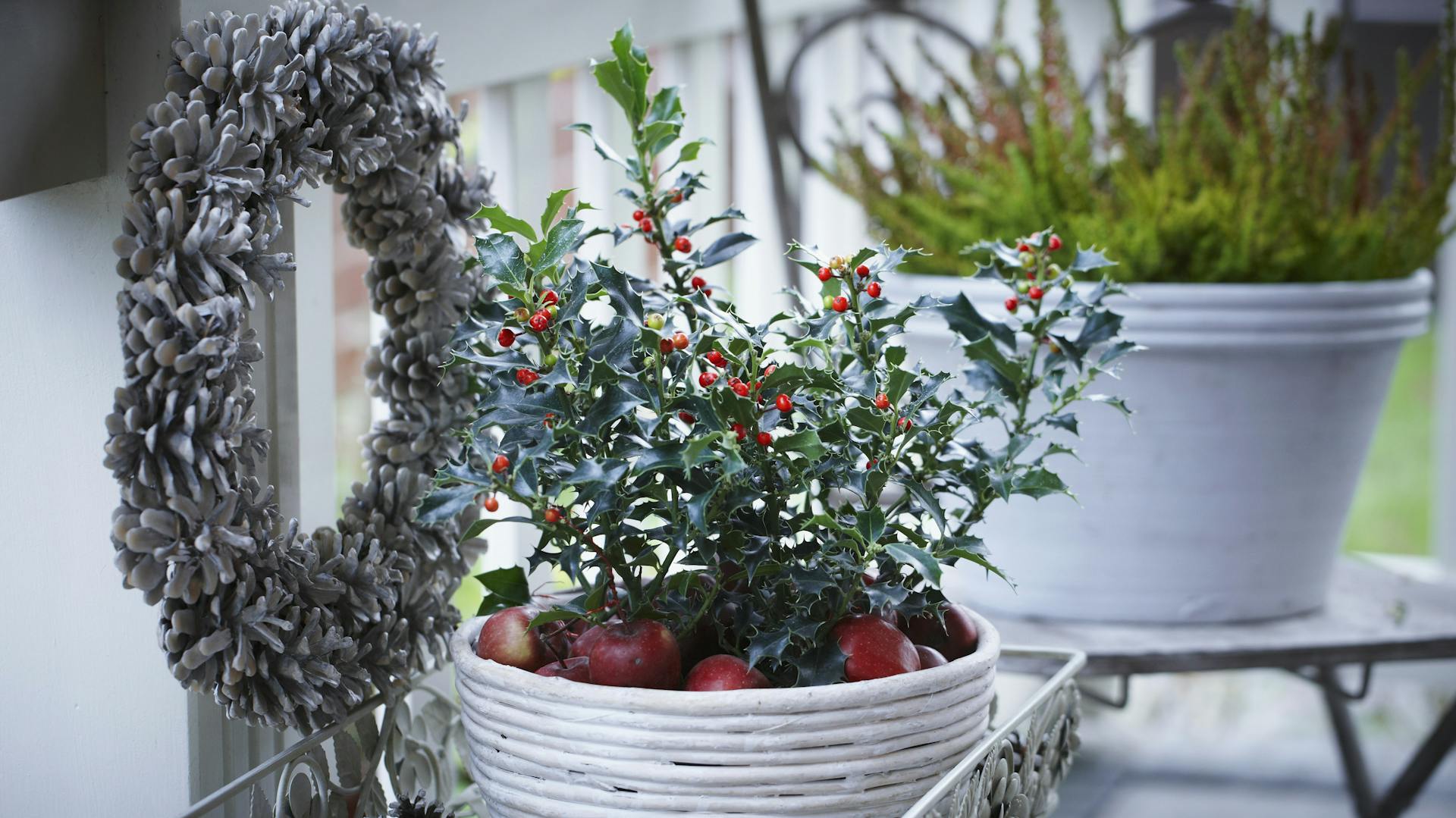 Ilex im Topf mit Äpfeln und einem Zapfenkranz