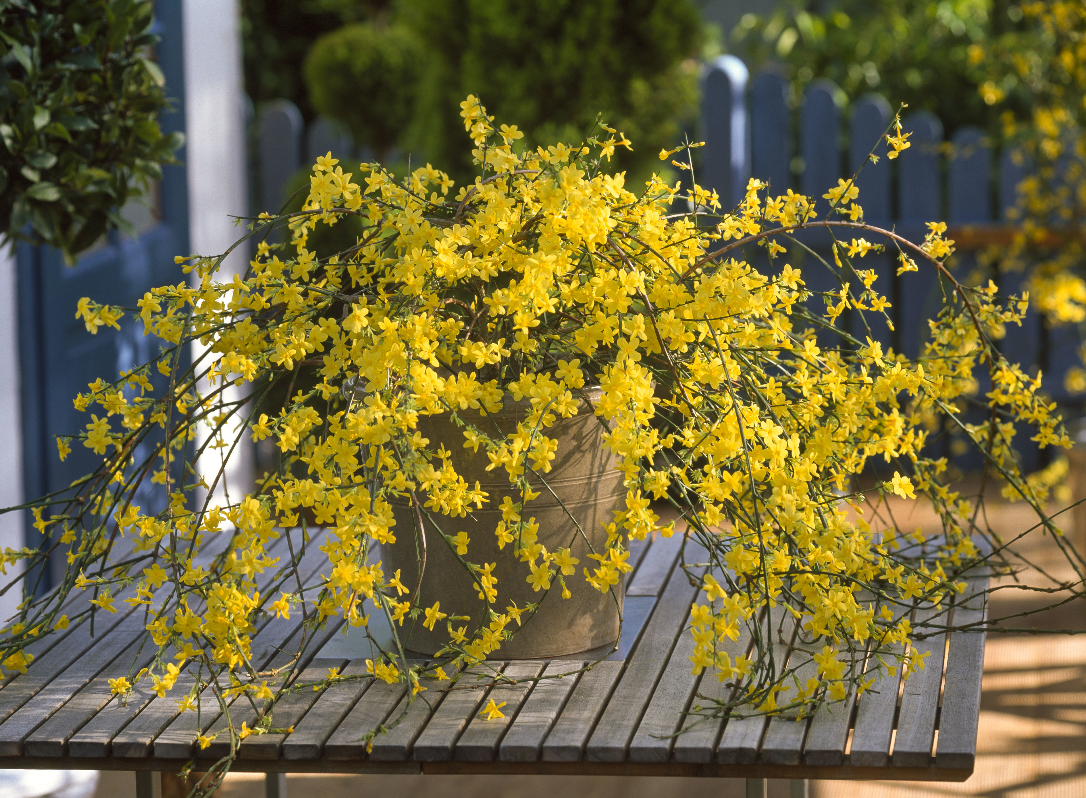 Kvitnúci zimný jazmín v kvetináči na stole.