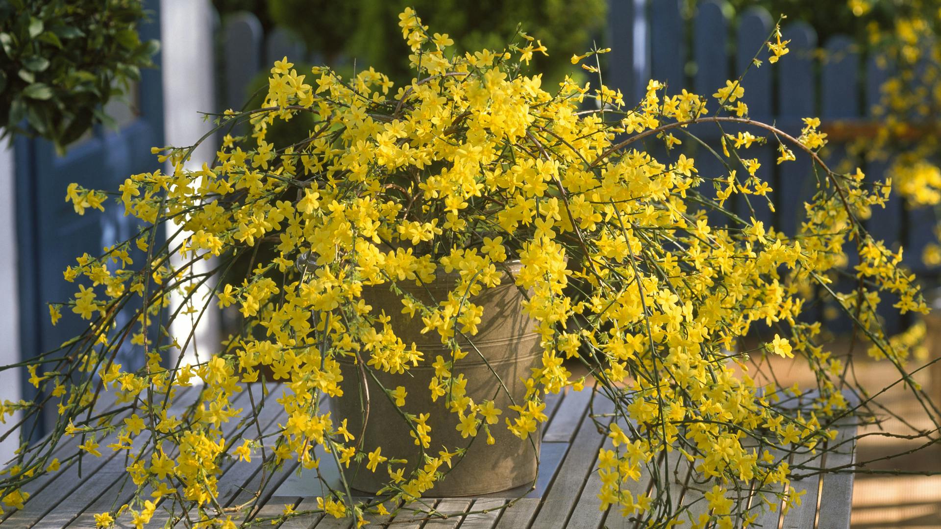 Kvitnúci zimný jazmín v kvetináči na stole.