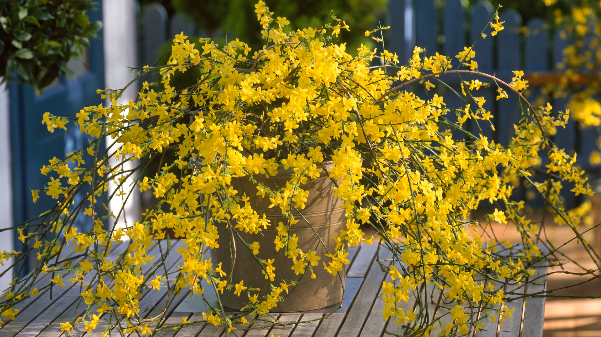 Il gelsomino invernale in fiore si trova in un vaso su un tavolo.